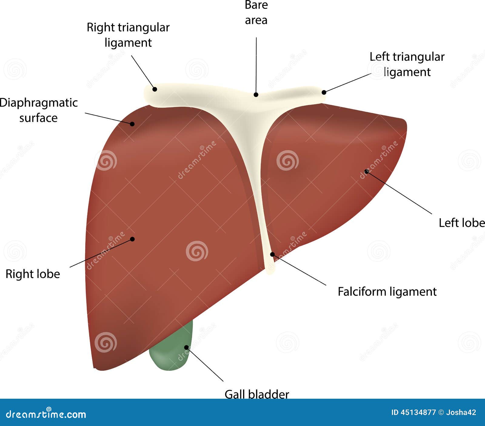 The Liver Labeled Diagram stock vector. Illustration of organ - 45134877