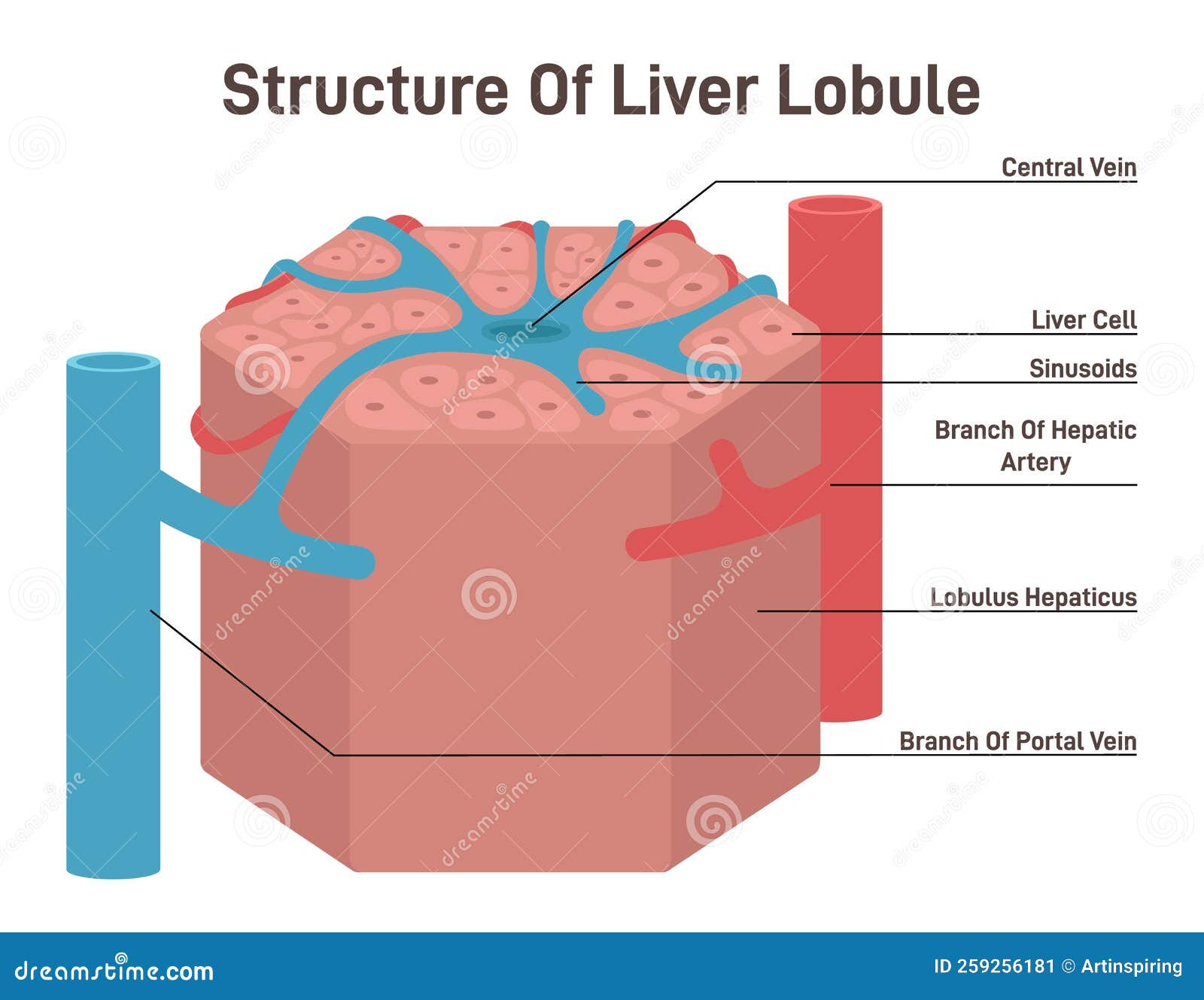 Liver Lobule Structure Hexagonal Shaped Part of Human Internal Stock Biology Diagrams