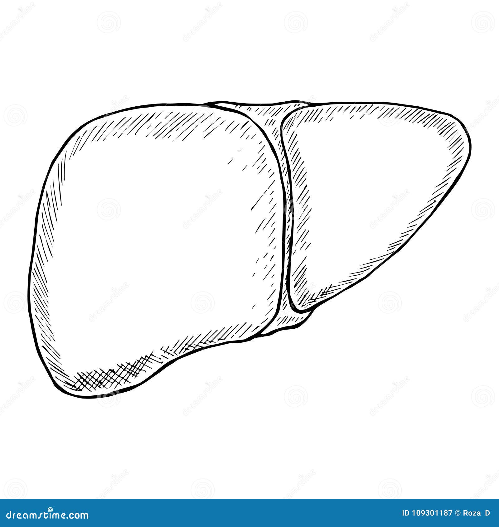 Diagram of Liver With Labelling - Anatomy and Function - GeeksforGeeks