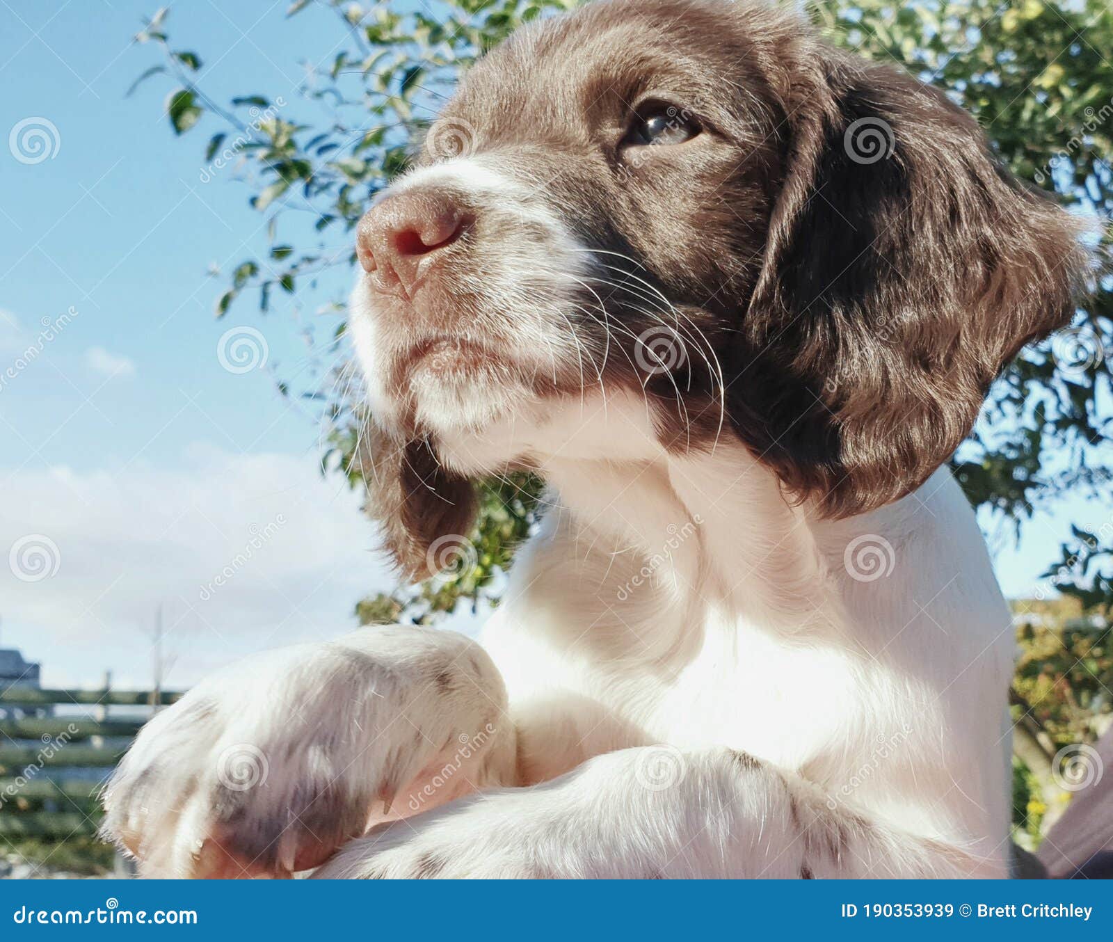 can you take a puppy outside at 8 weeks