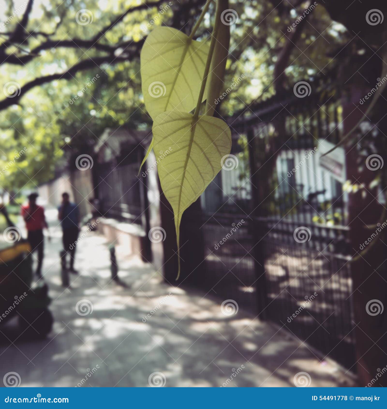 Lives of leaves editorial stock photo. Image of green - 54491778