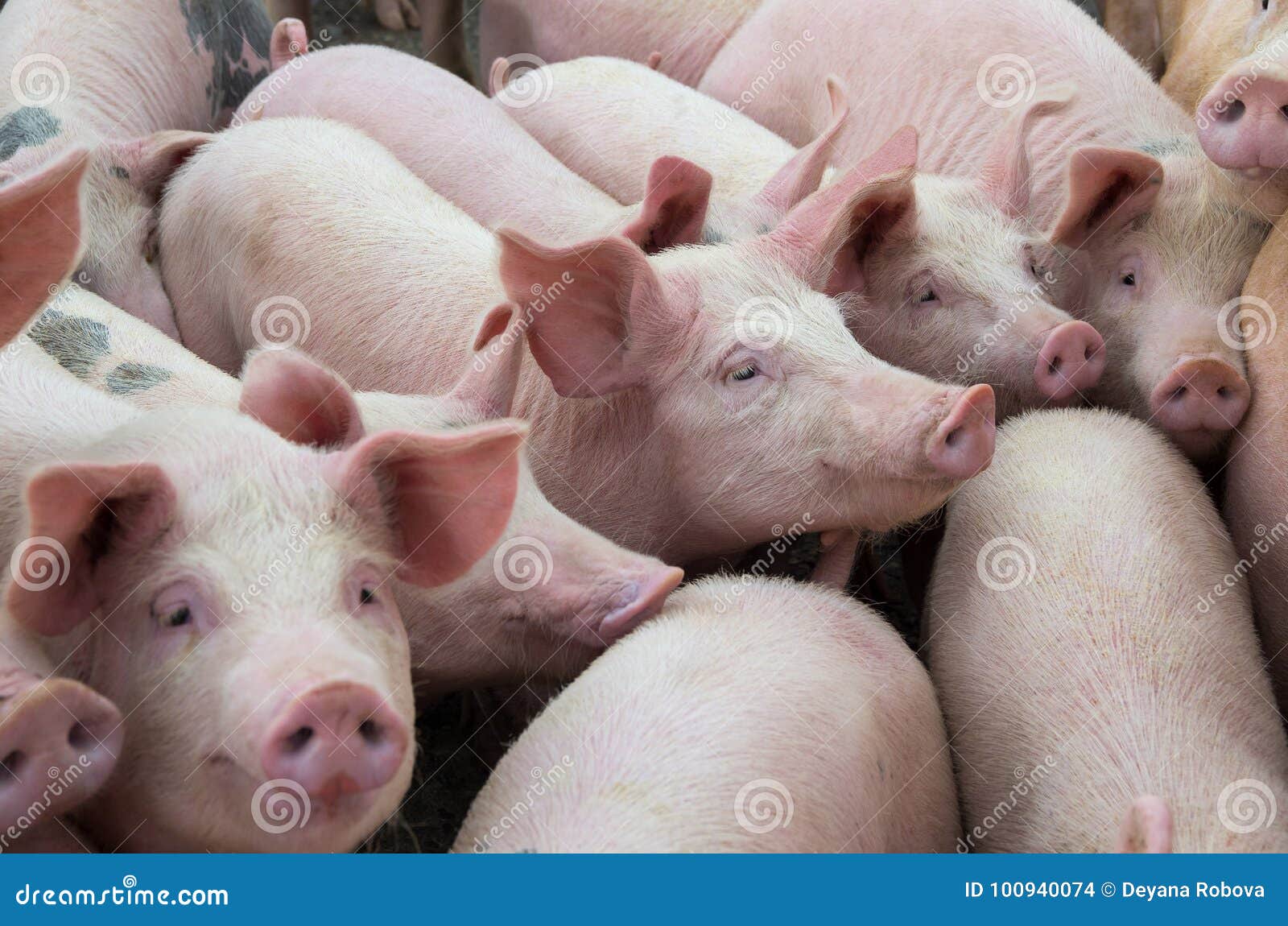 livestock breeding. the farm pigs.