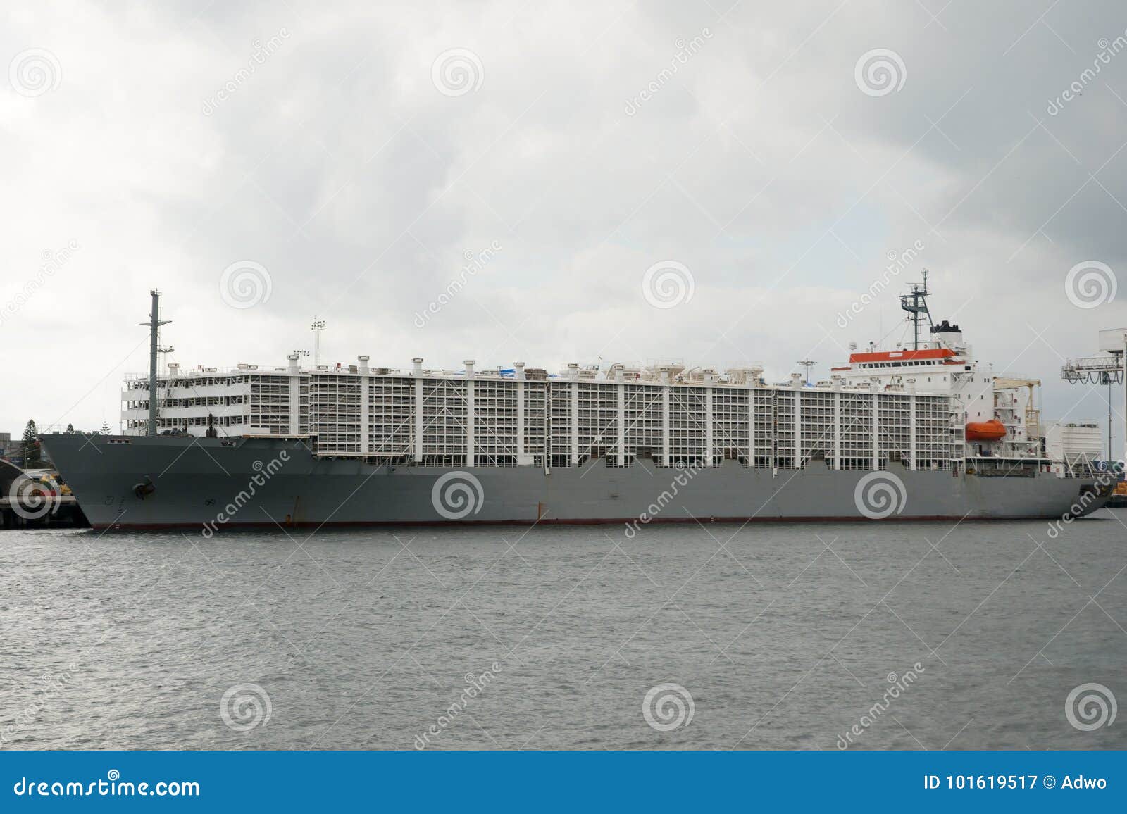 livestock carrier shipping vessel
