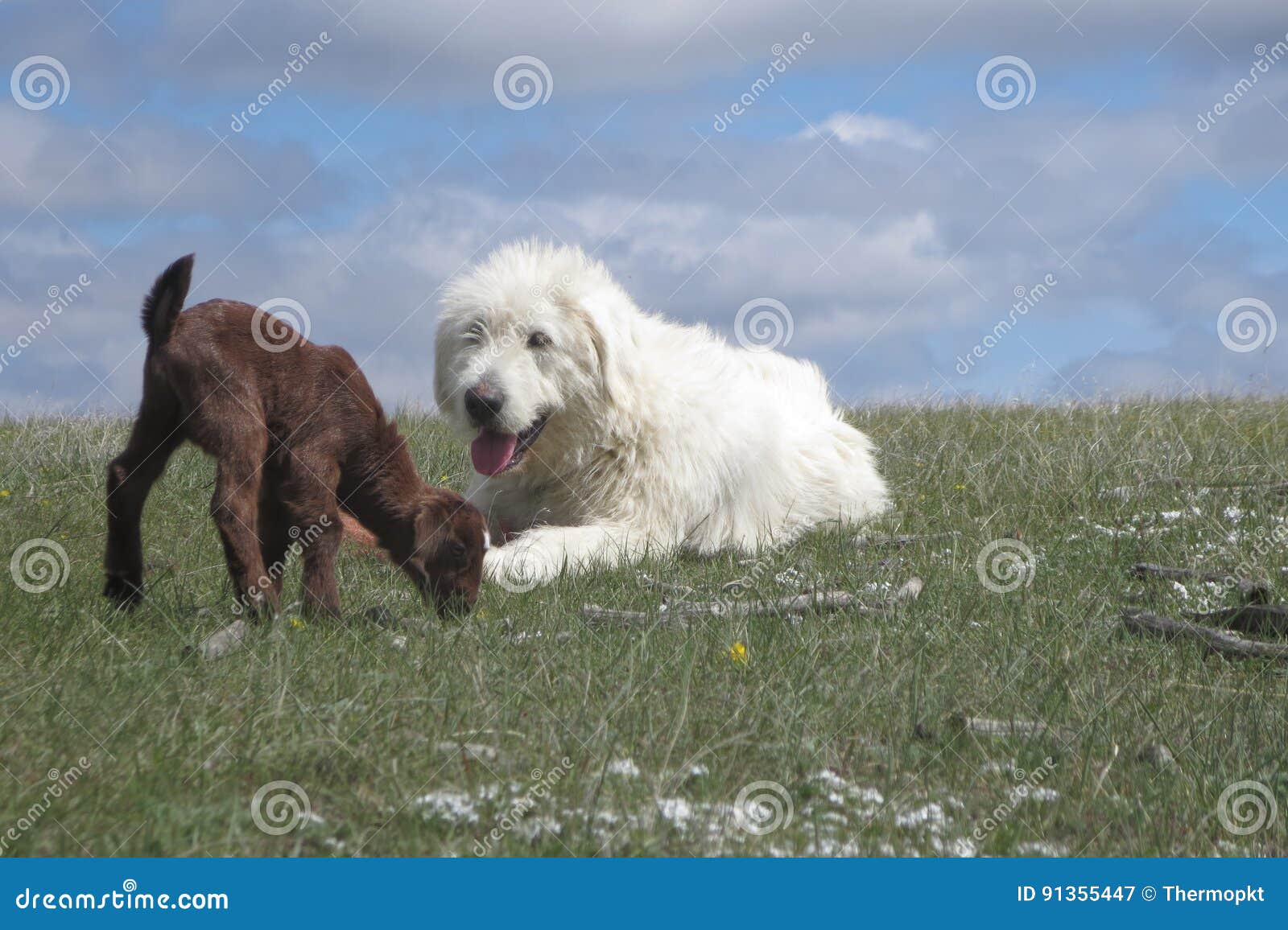 baby goat and dog