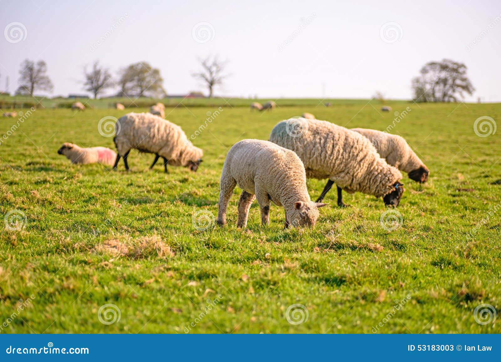 Livestock stock image. Image of natural, farming, pasture 53183003