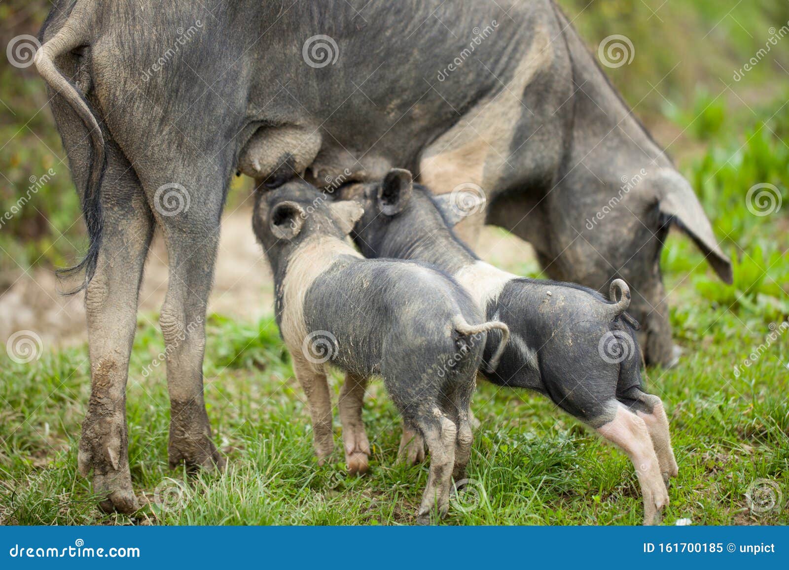 2 piglets and mother cinta senese