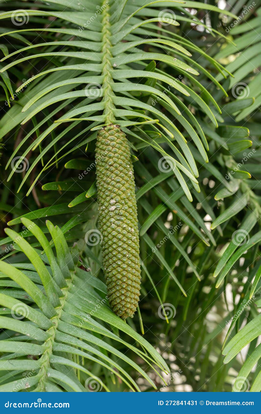 living fossil wollemi pine wollemia nobilis, leaves with young cone