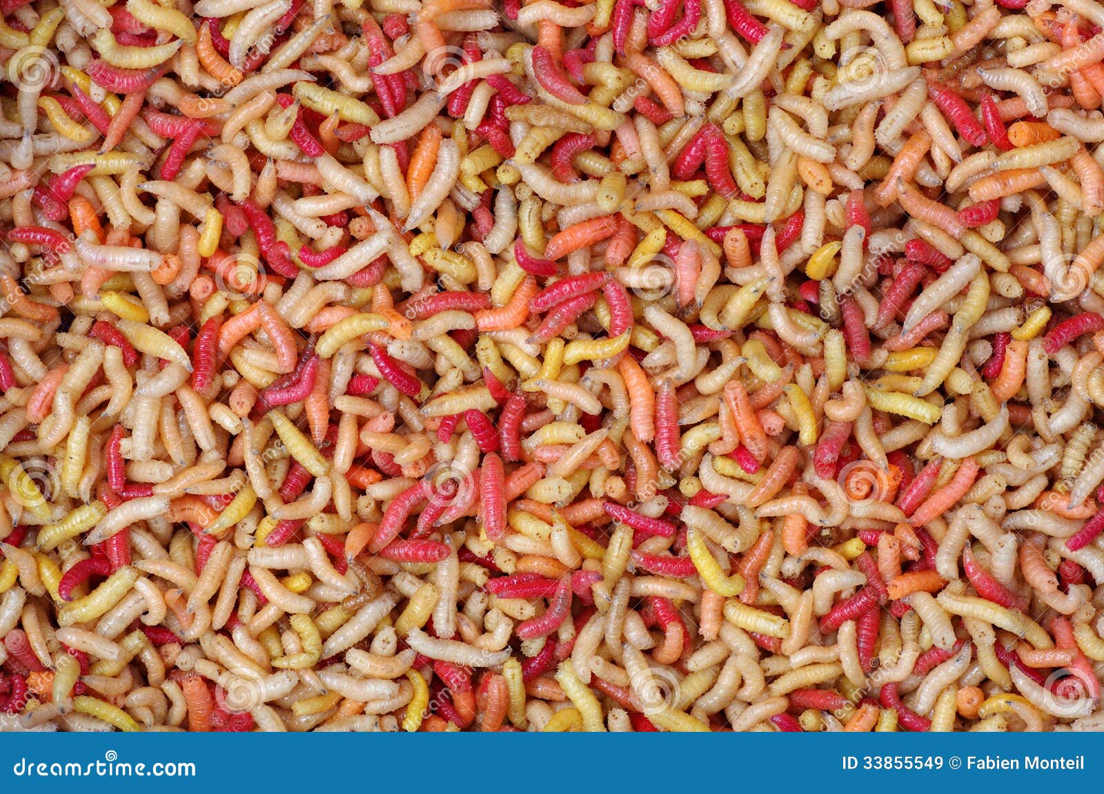 Living maggots background