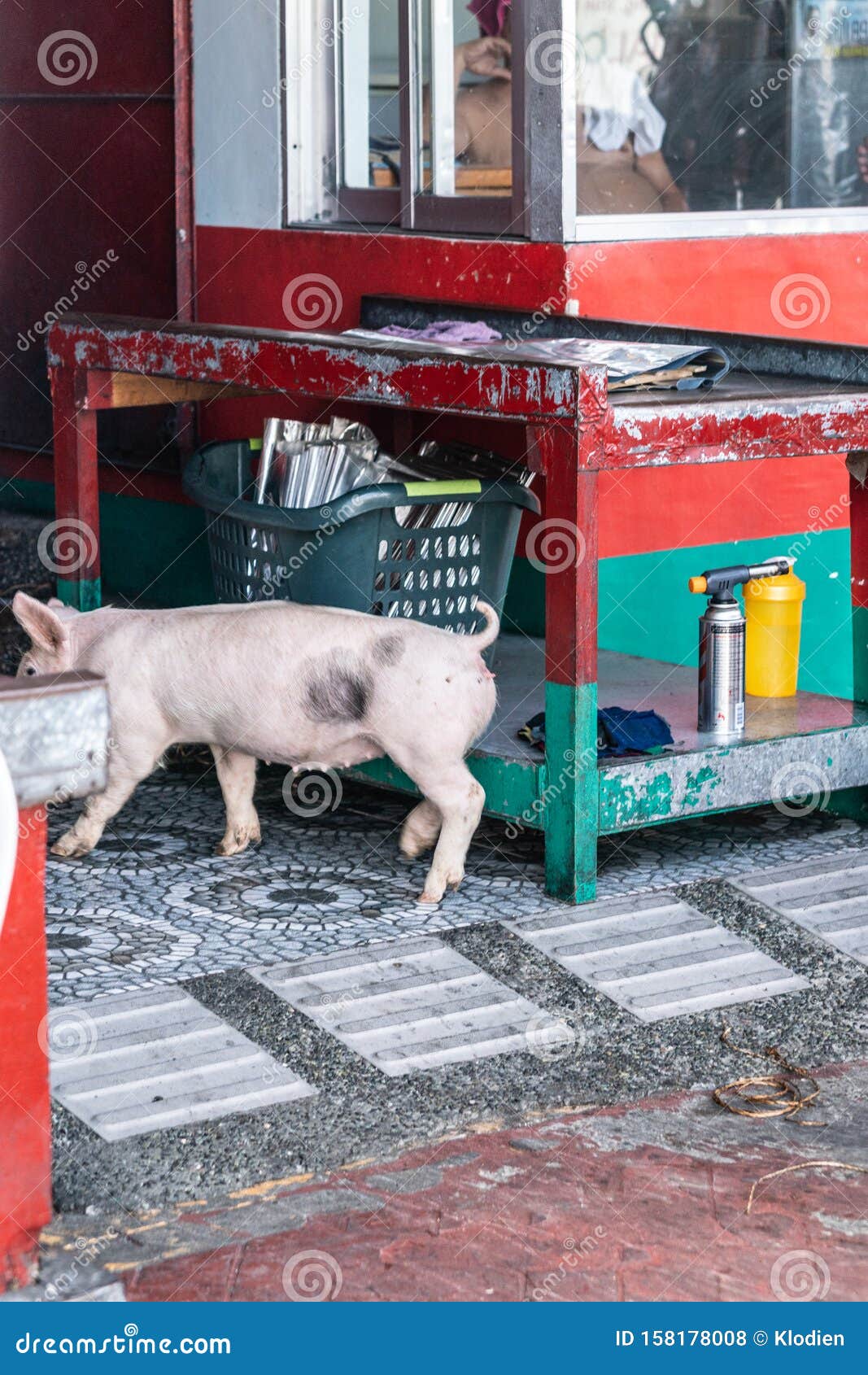 living piglet is led into lechon baboy butchery in manila, philippines