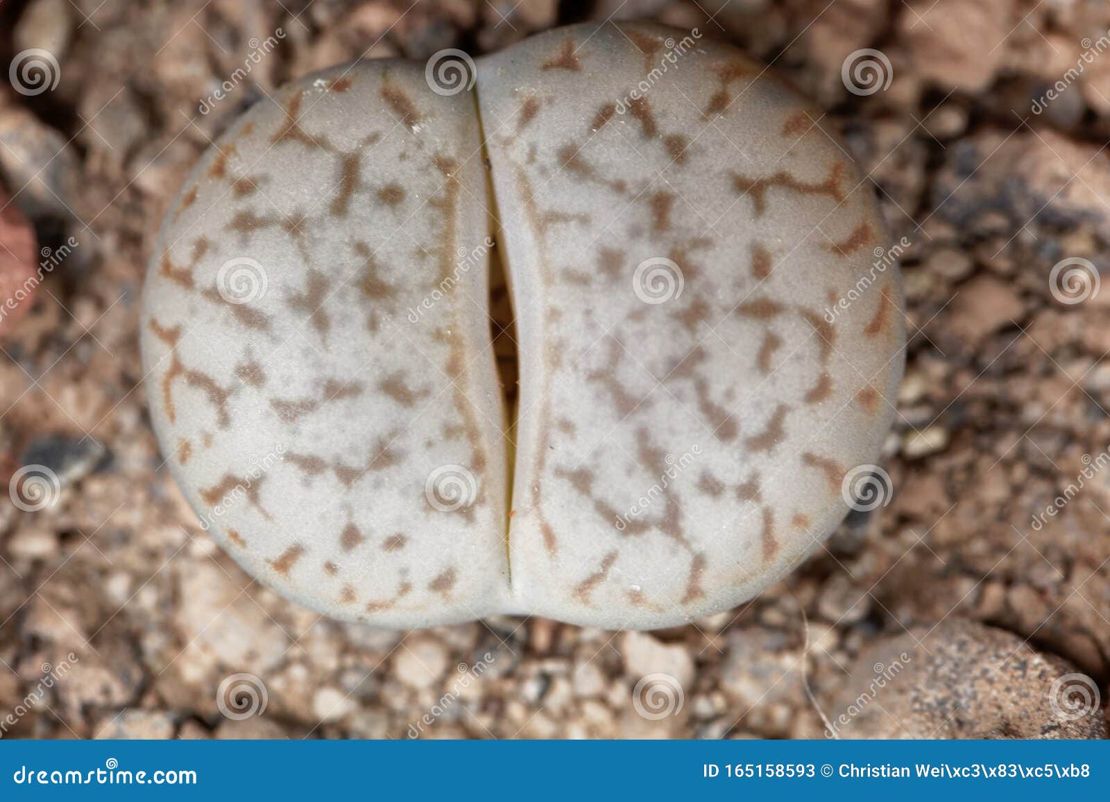 The Living Stone Plant Lithops Pseudotruncatella, from the Windhoek ...