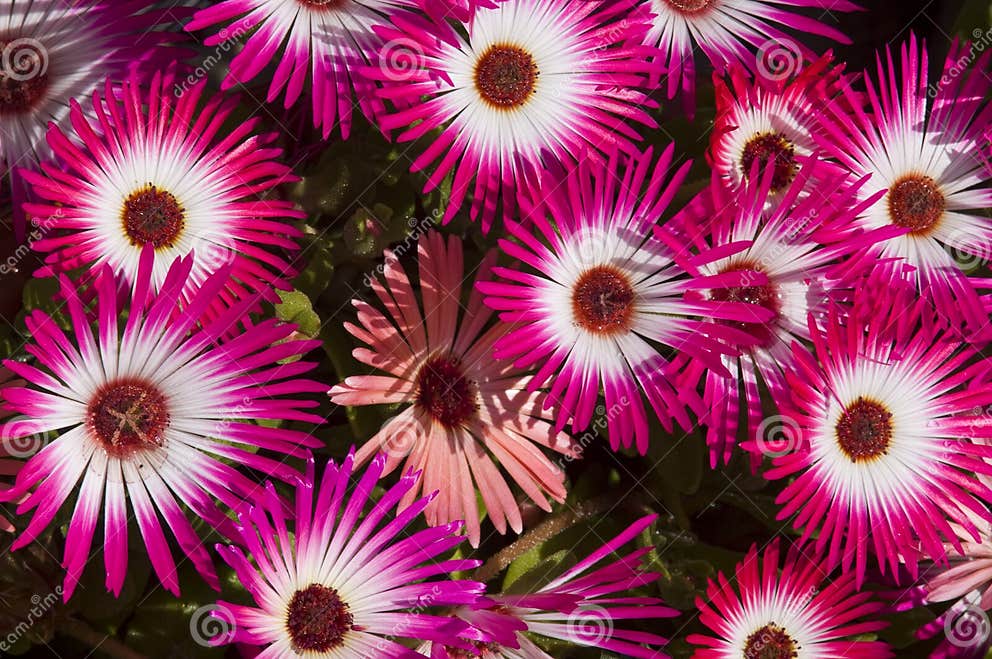 Livingstone daisy show stock image. Image of daisies 27874819
