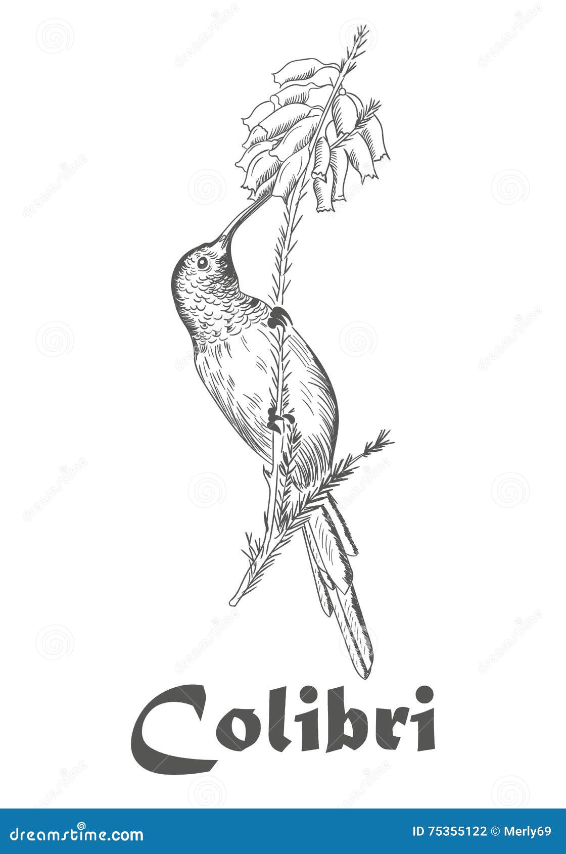 Livre De Coloriage De Colibri Et De Fleur Pour Des Adultes blanc colibri