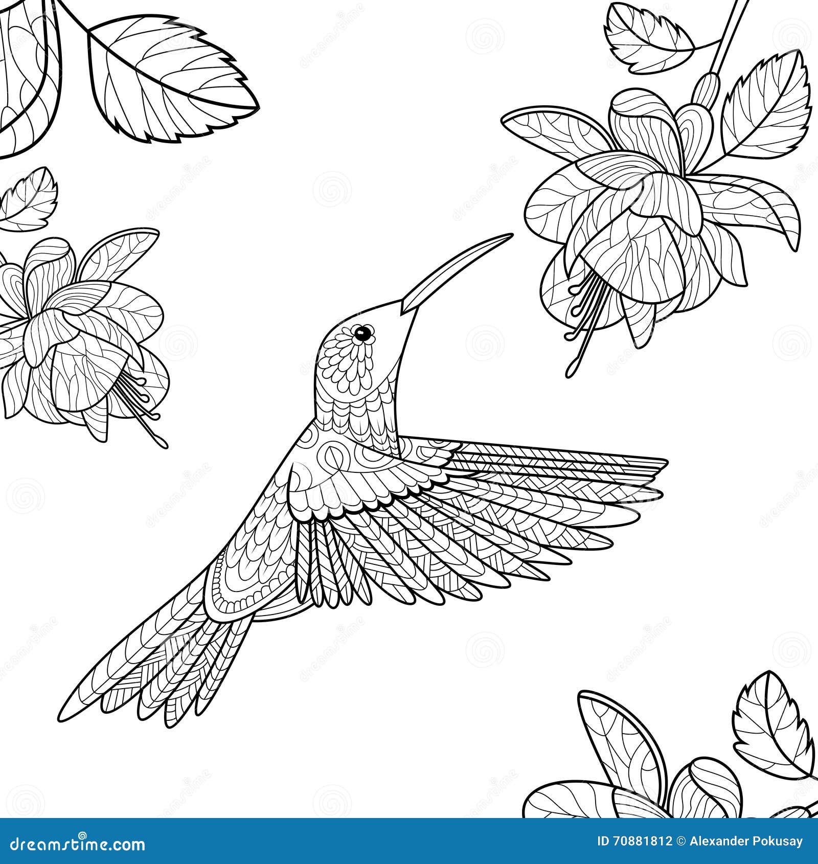Livre De Coloriage De Colibri Pour Le Vecteur D adultes colibri