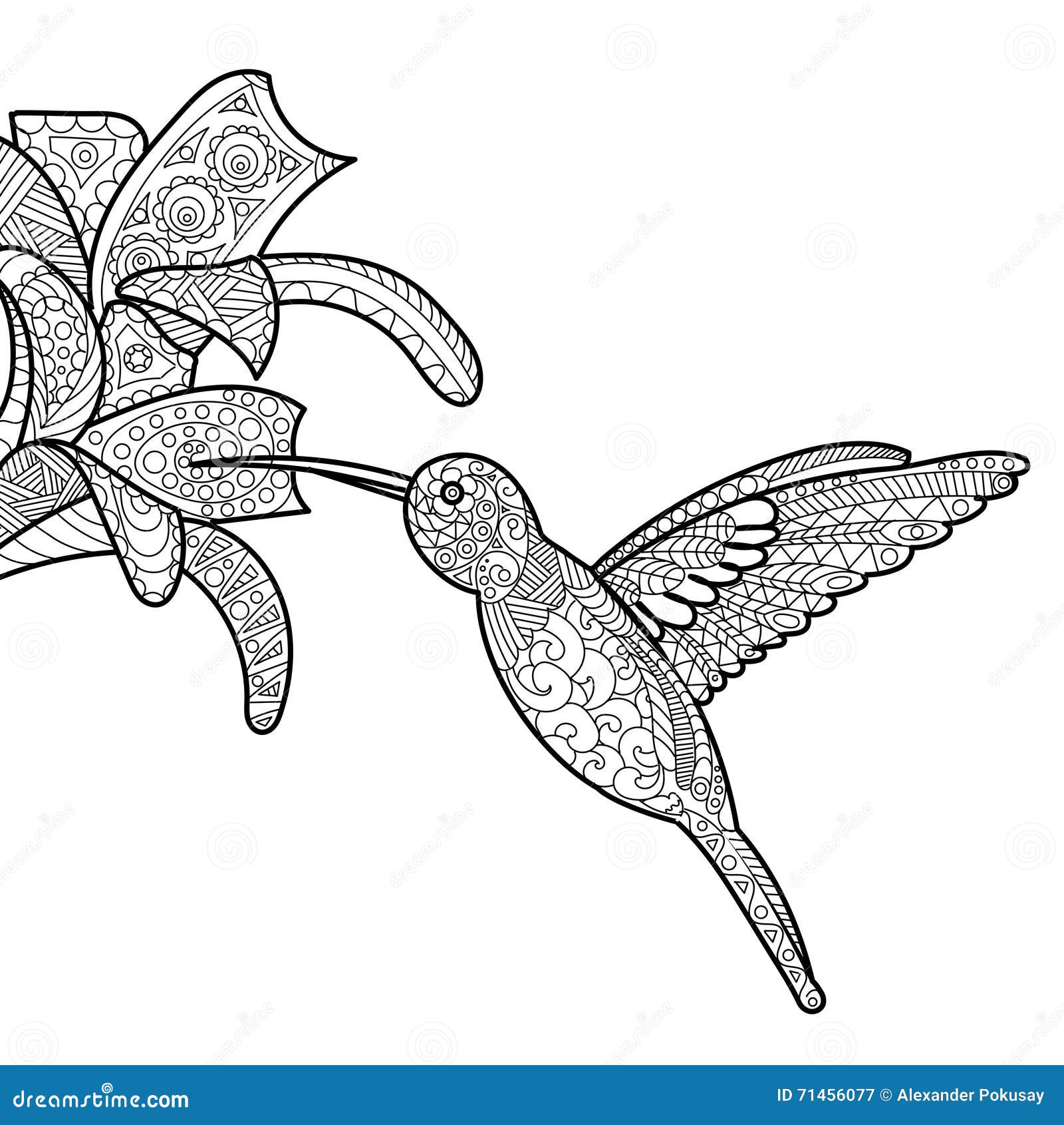 Livre De Coloriage De Colibri Pour Le Vecteur D adultes colibri