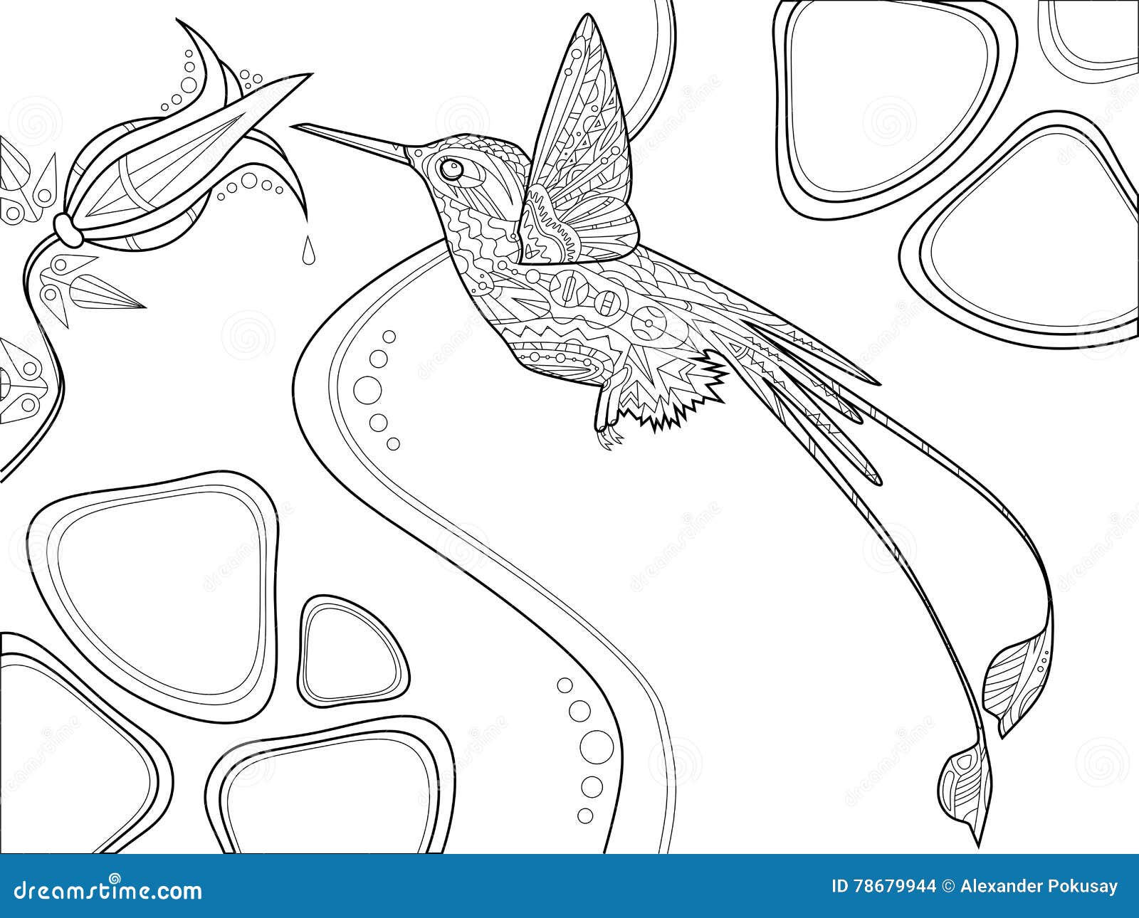 Livre De Coloriage De Colibri Pour Le Vecteur D adultes colibri