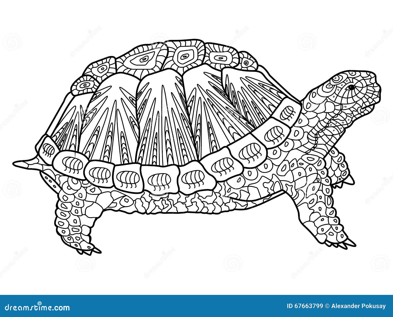 Livre de coloriage de tortue pour le vecteur d adultes libres de droits