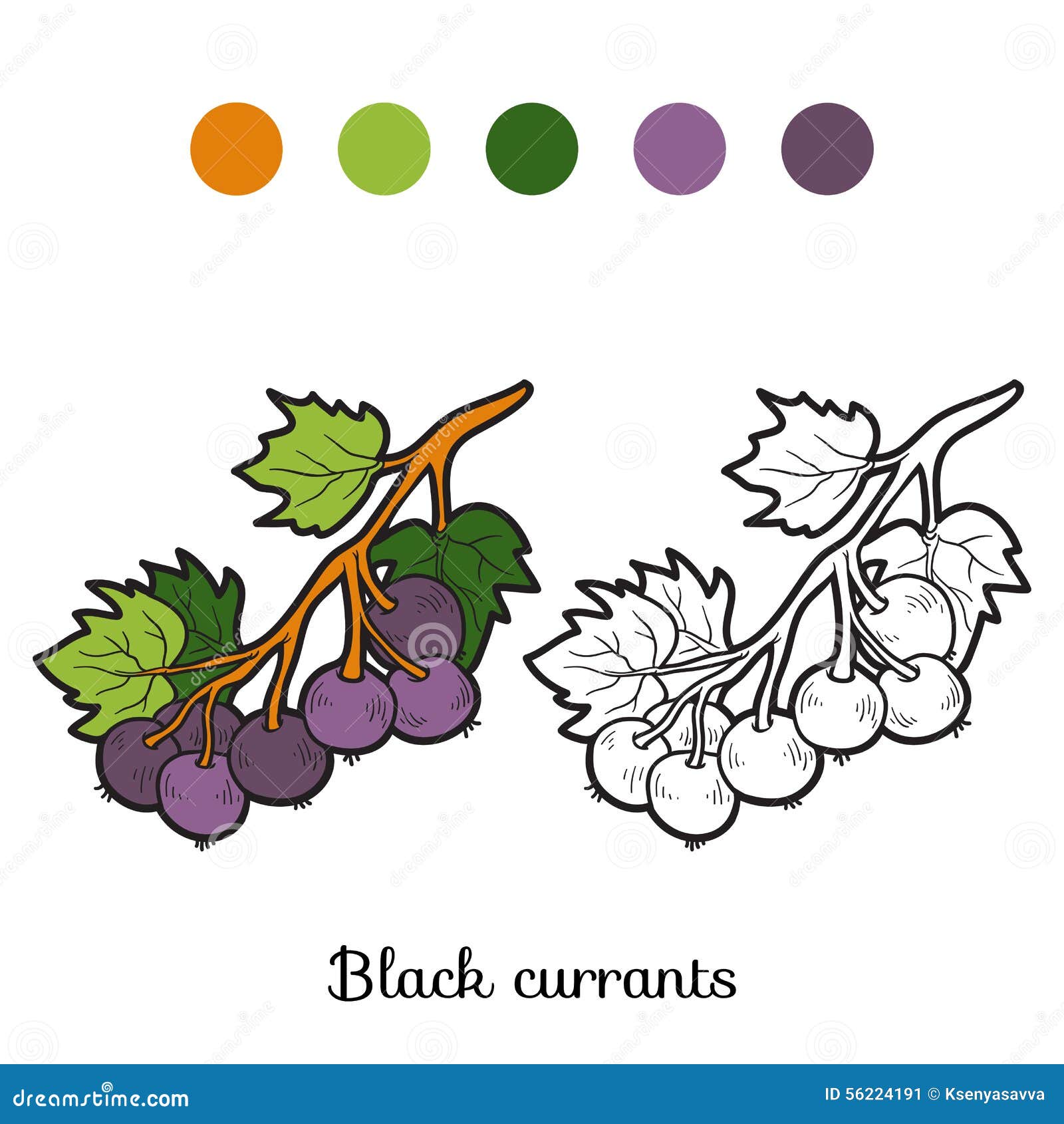 illustration stock livre de coloriage fruits et lgumes cassis image