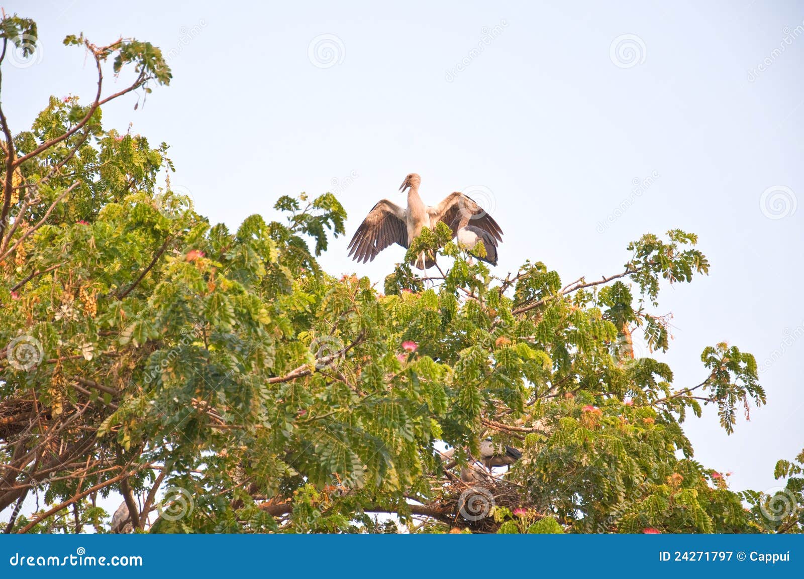 Livsmiljö av asiatiska Openbill Storks, Thailand