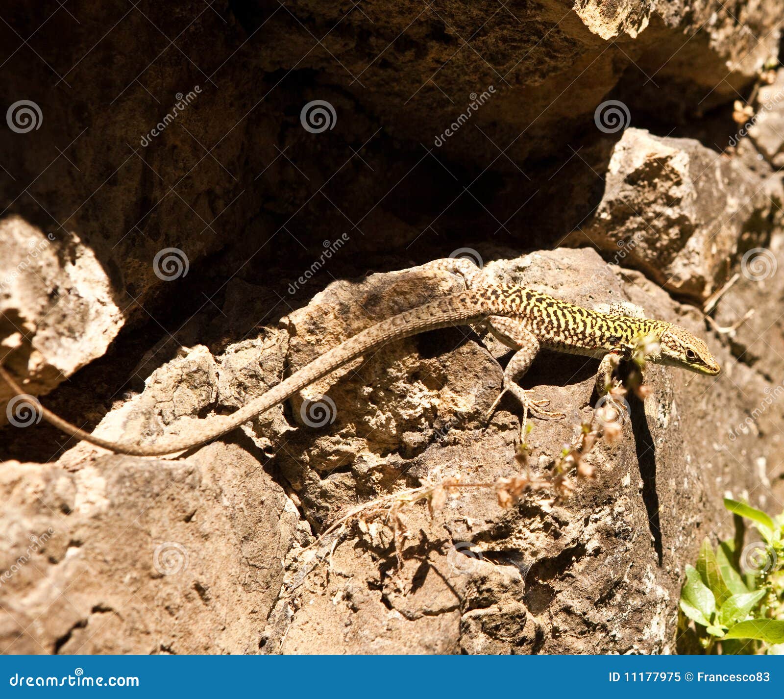 Lizard stock image. Image of cold, chameleon, effect ...