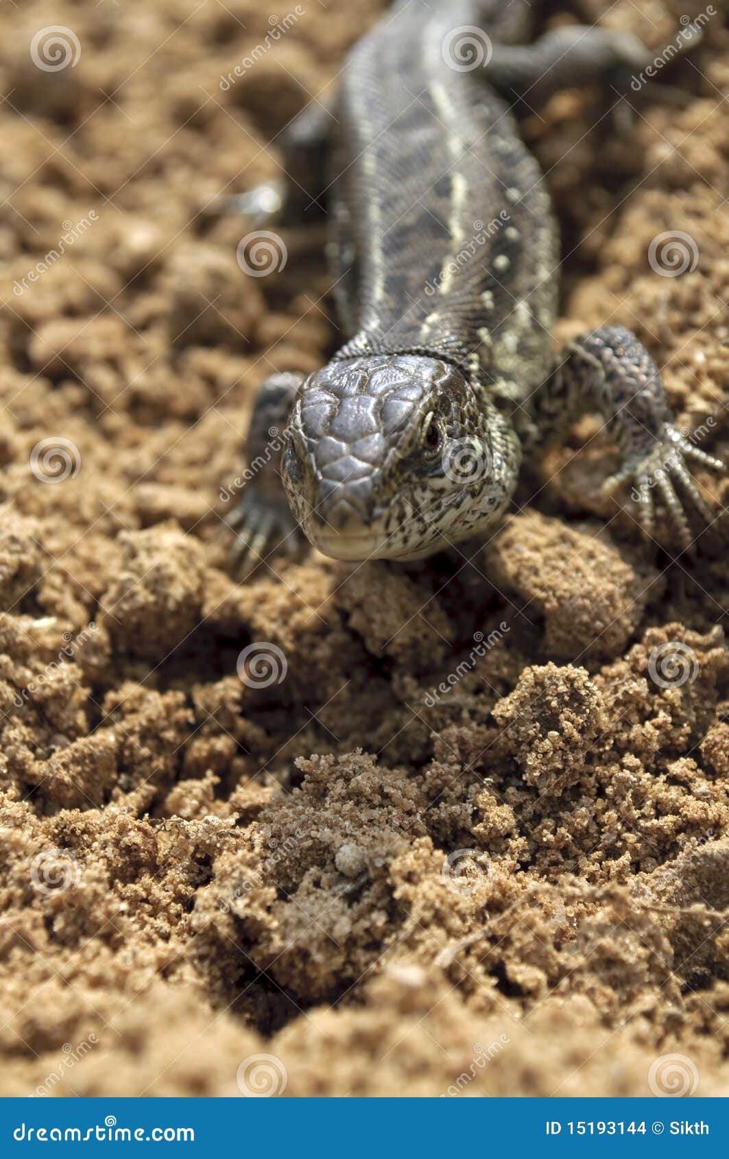 Lizard stock photo. Image of reptile, crawl, crawling 15193144