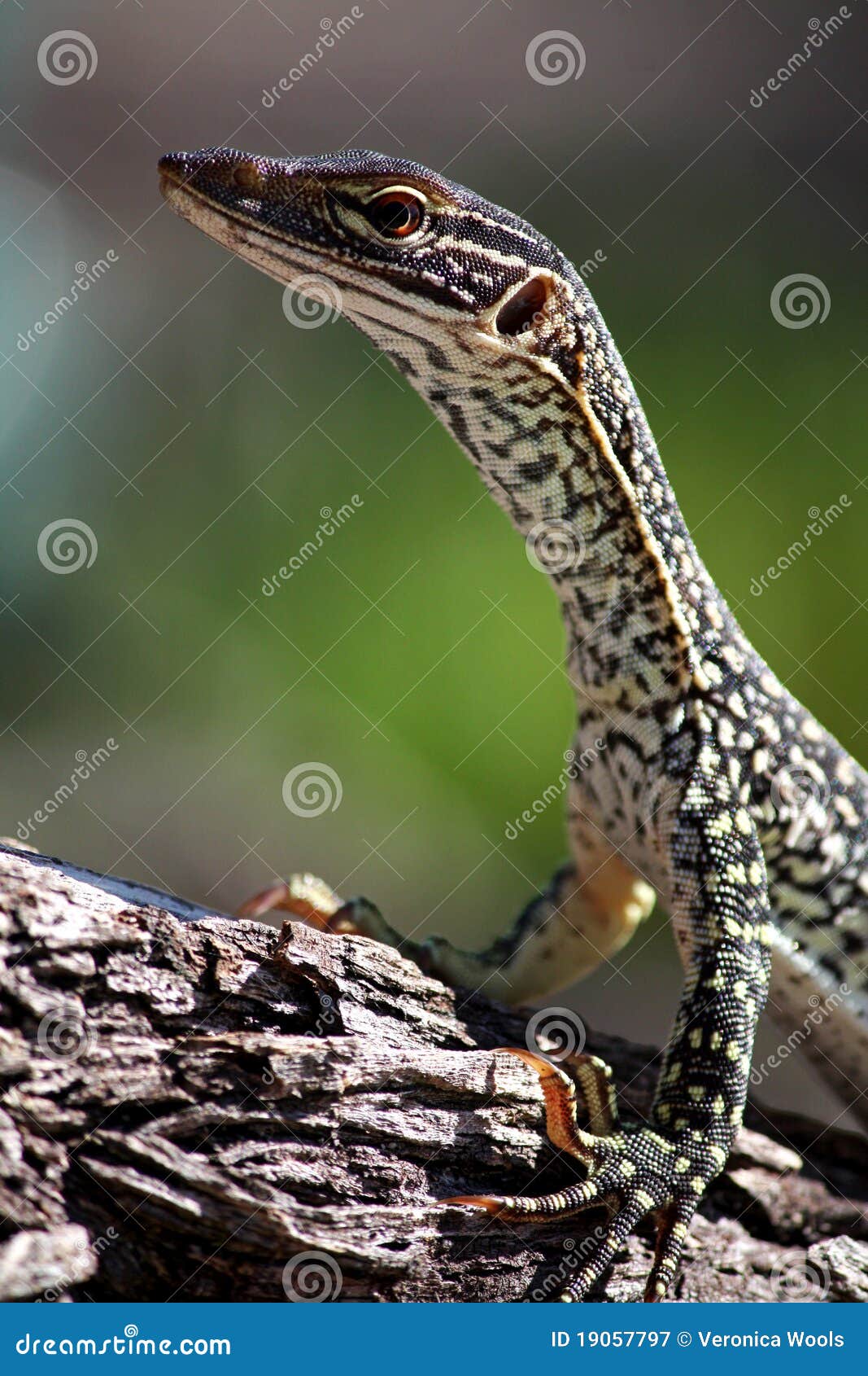 Lizard stock image. Image of habitation, close, species 19057797