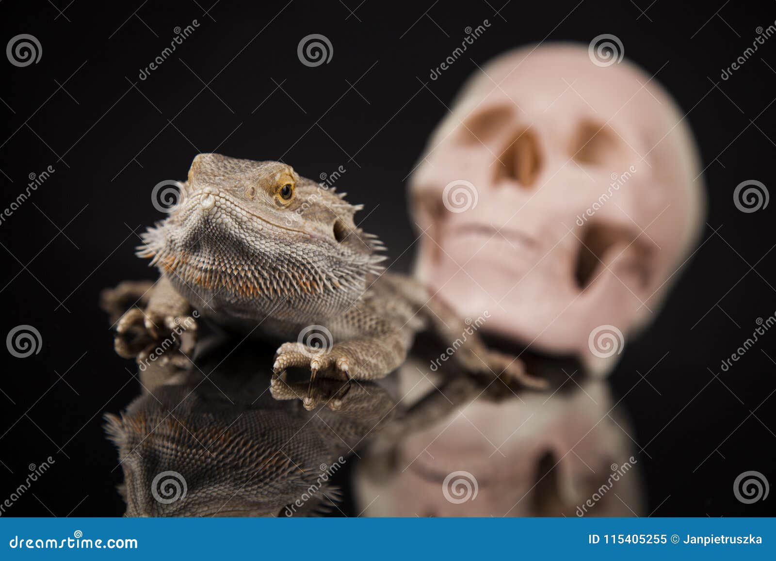 Human Skull,Agama Bearded, Lizard Background Stock Image - Image of ...
