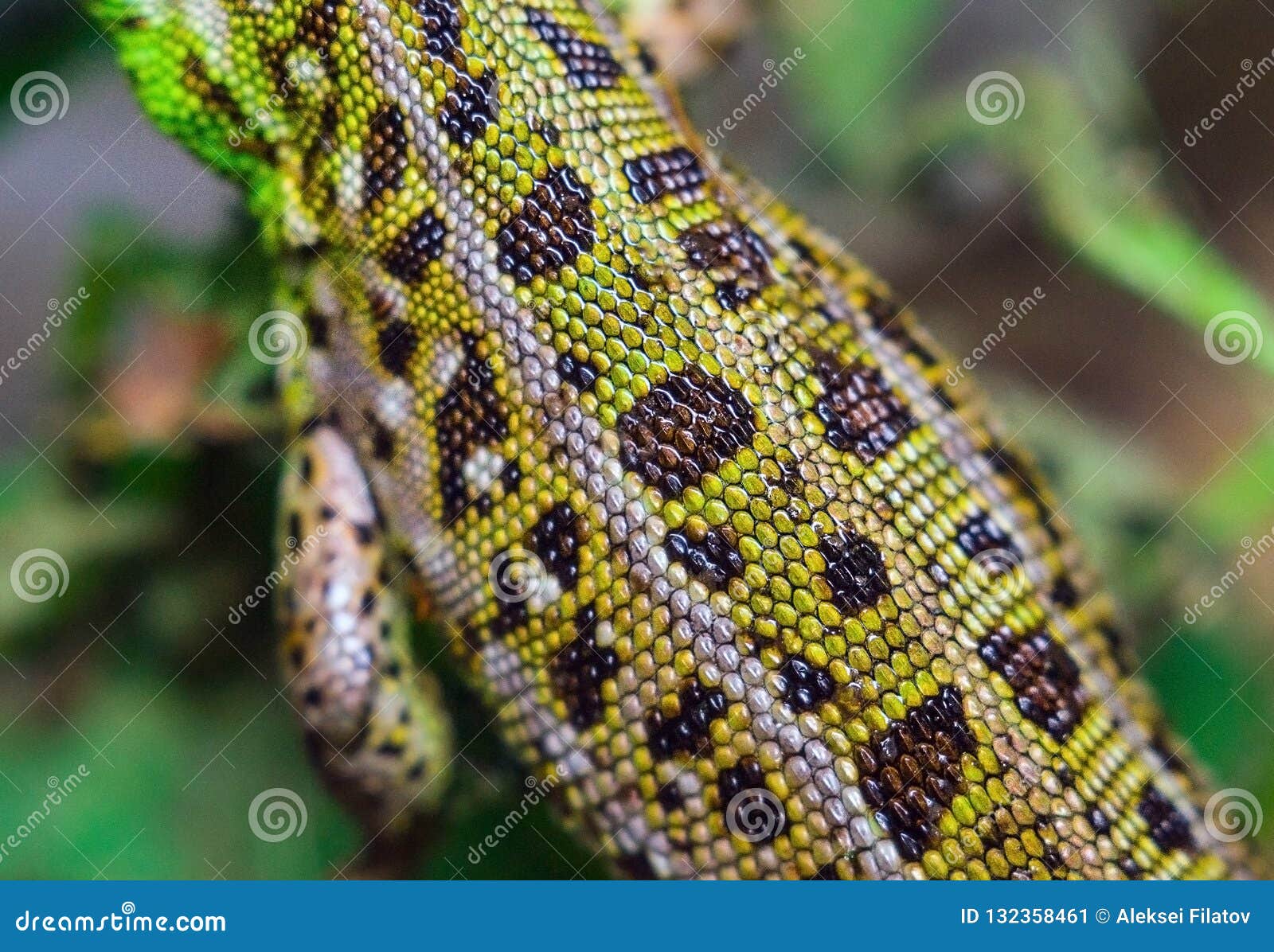 https://thumbs.dreamstime.com/z/lizard-background-close-up-scales-macro-wildlife-abstraction-photo-132358461.jpg