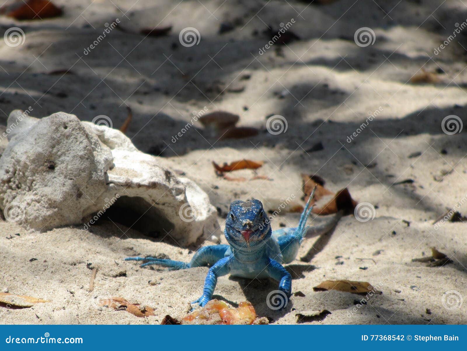 lizard on the beach