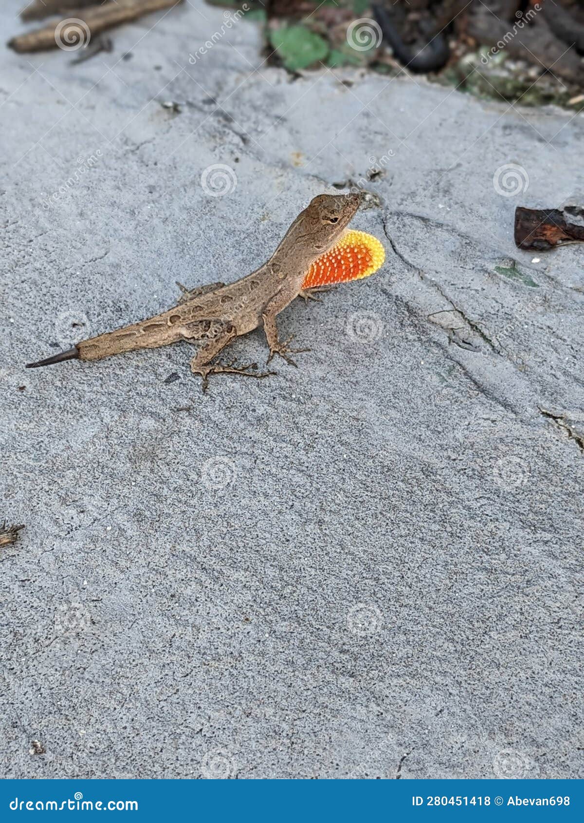 Lizard Broken Tail Beautiful Colors Stock Photo - Image of tail, colors ...