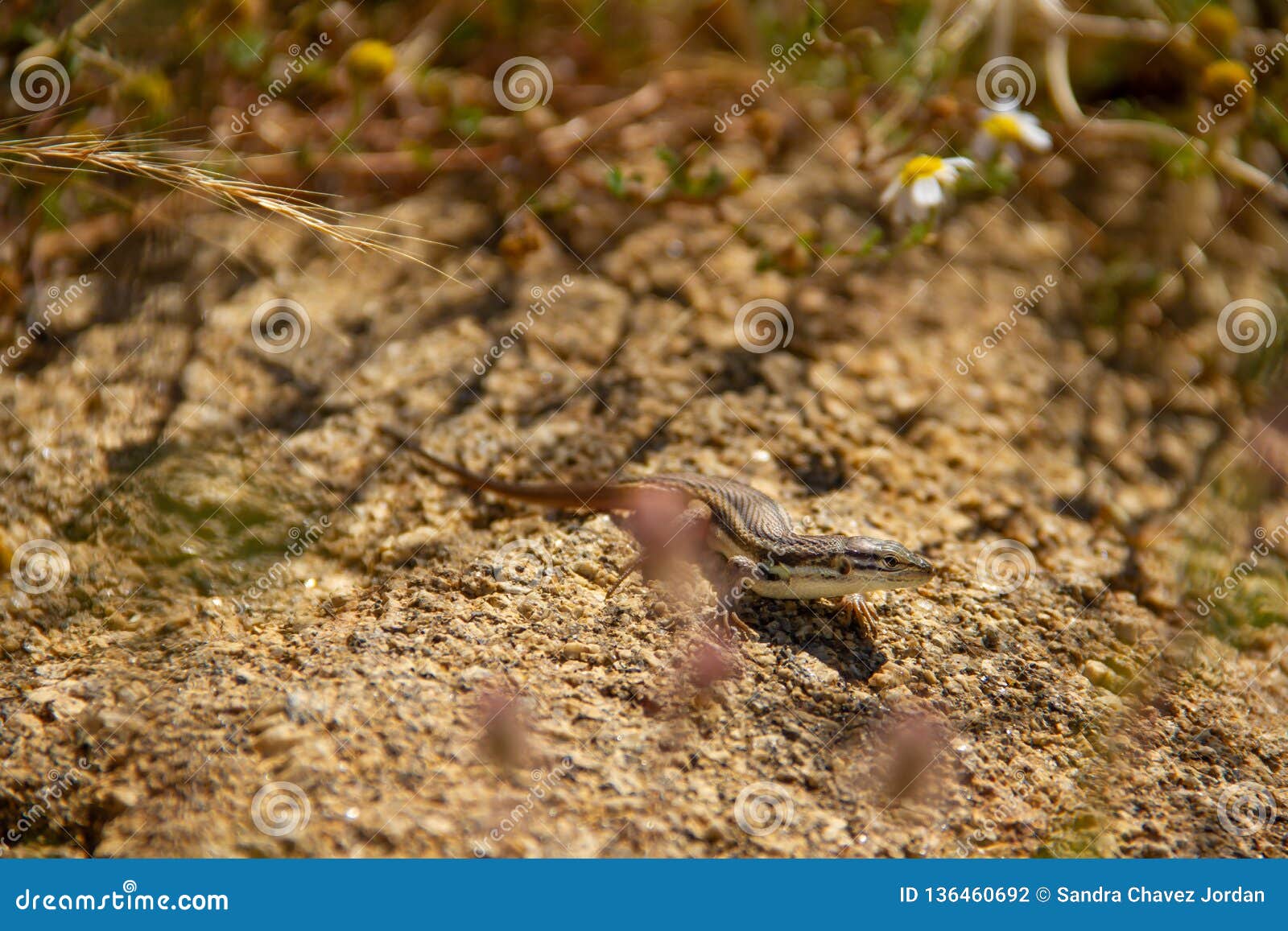 lizard camouflage