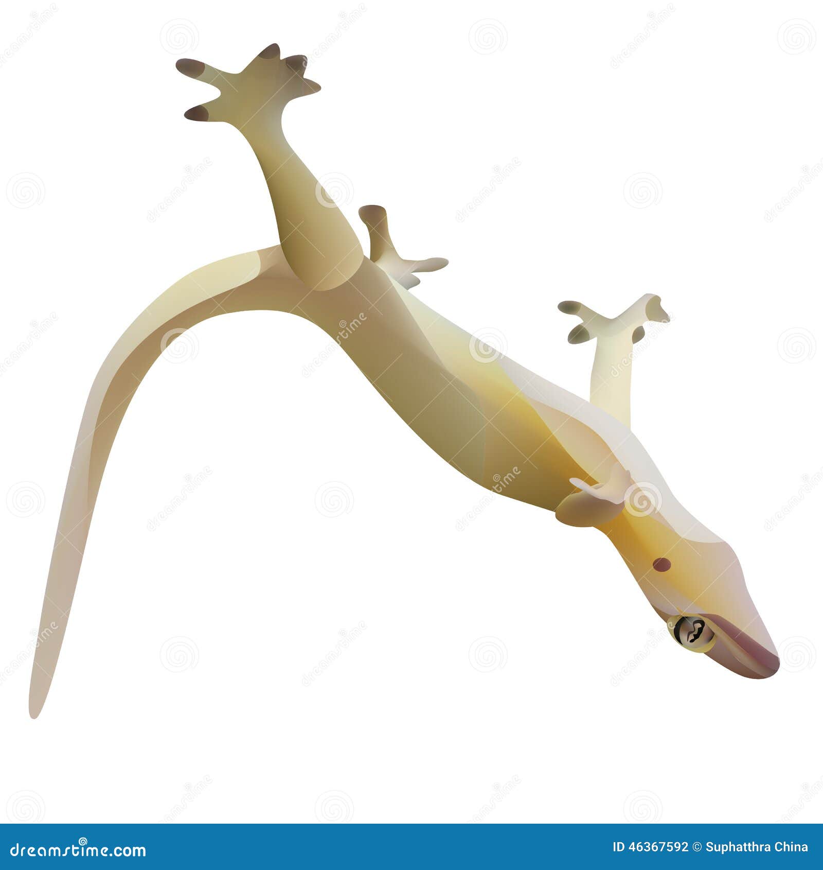 Lizard on ceiling stock vector. Illustration of nature 46367592