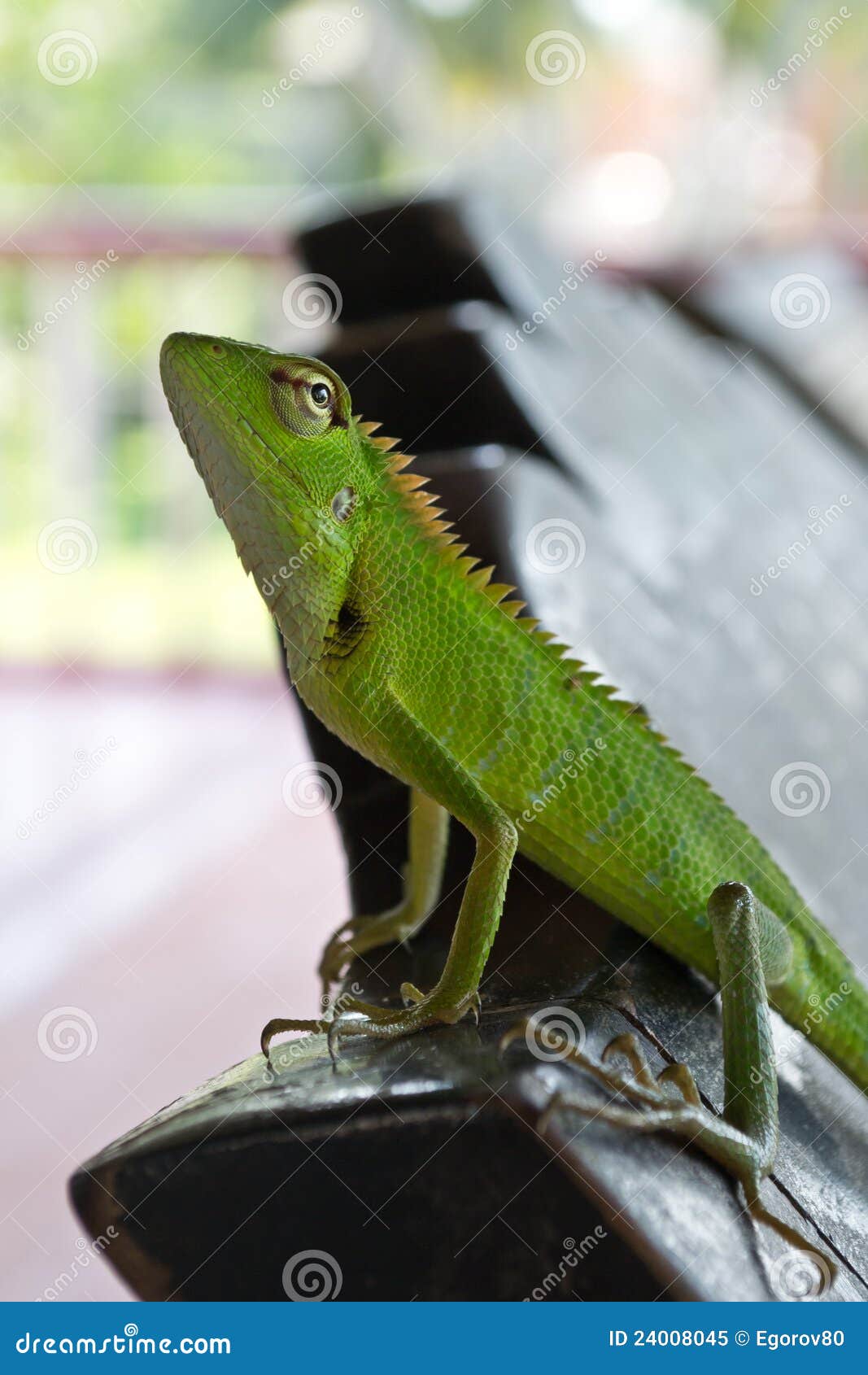 Lizard on a chair stock image. Image of lizards, rainforest 24008045
