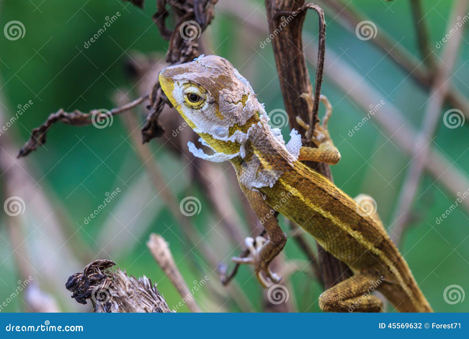 Lizard Changing Skin Resting on Wood Horizontal Stock Photo Image of