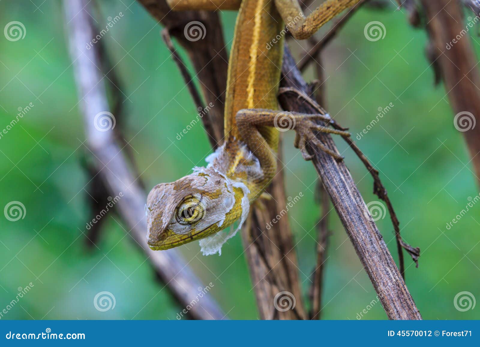 Lizard Changing Skin Resting on Wood Horizontal Stock Photo Image of
