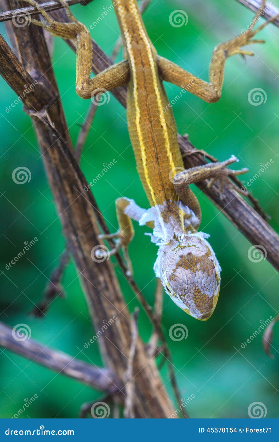 Lizard Changing Skin Resting on Wood Horizontal Stock Photo Image of