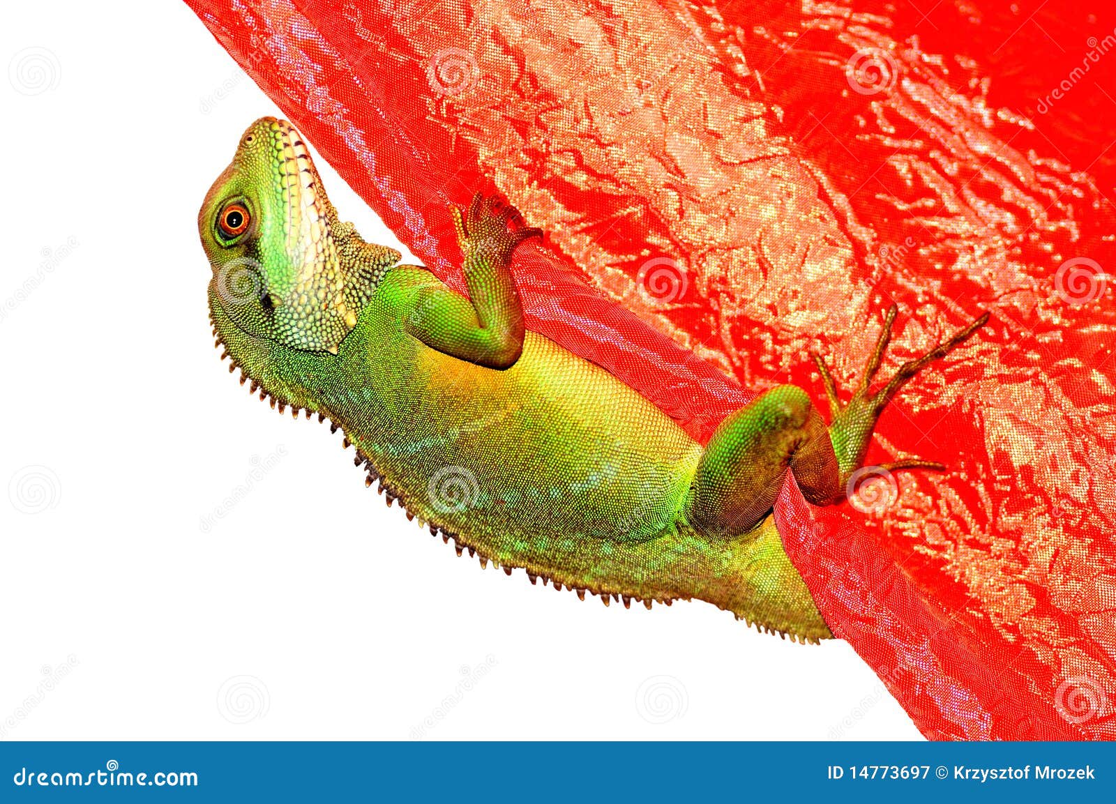 A lizard climbing stock image. Image of eyes, animal 14773697
