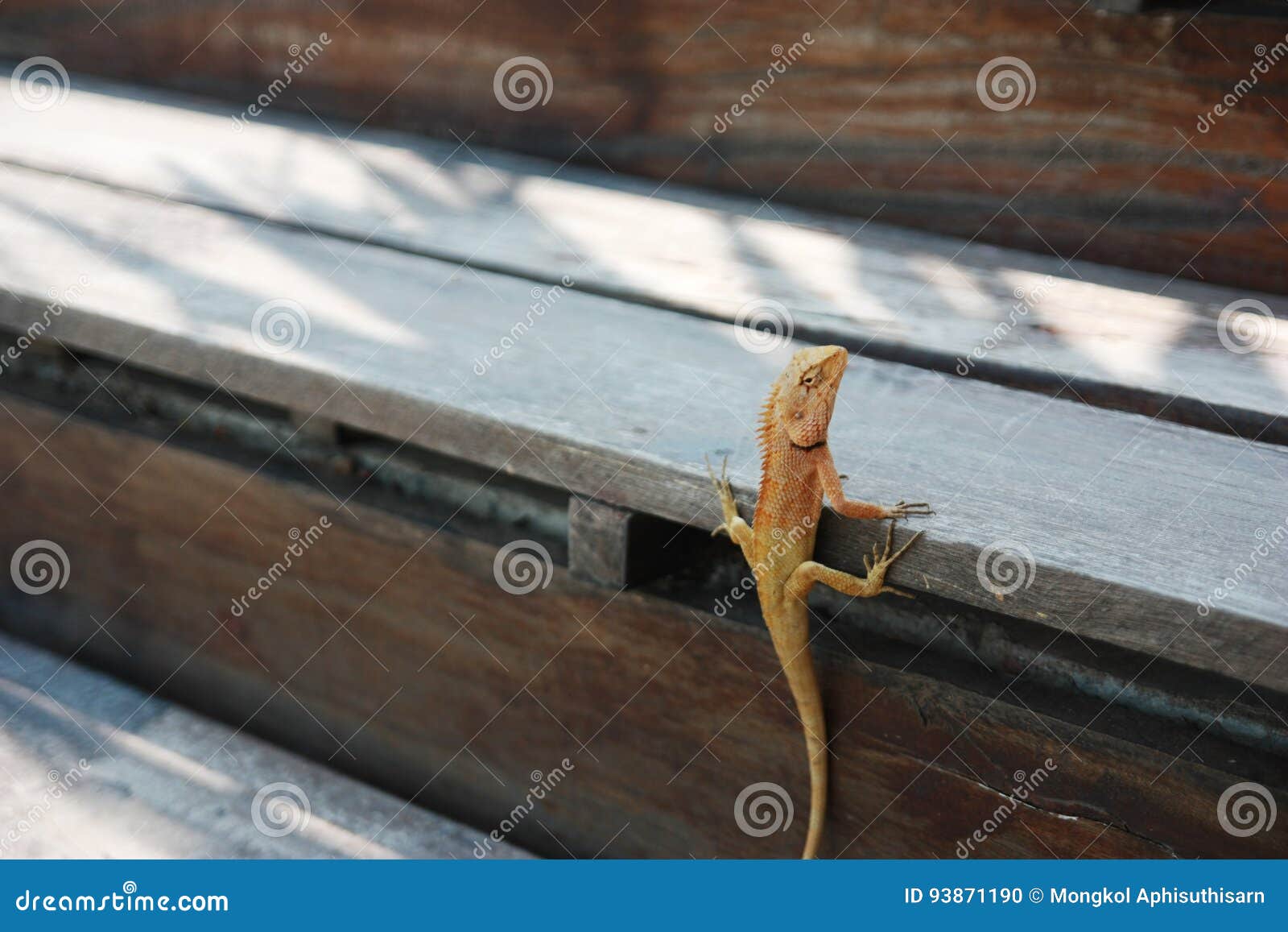 Lizard stock photo. Image of pogona, animal, natural 93871190