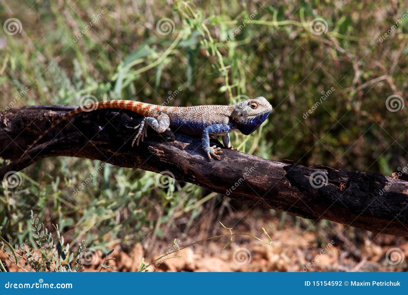 Lizard in desert stock photo. Image of skink, kazakhstan - 15154592