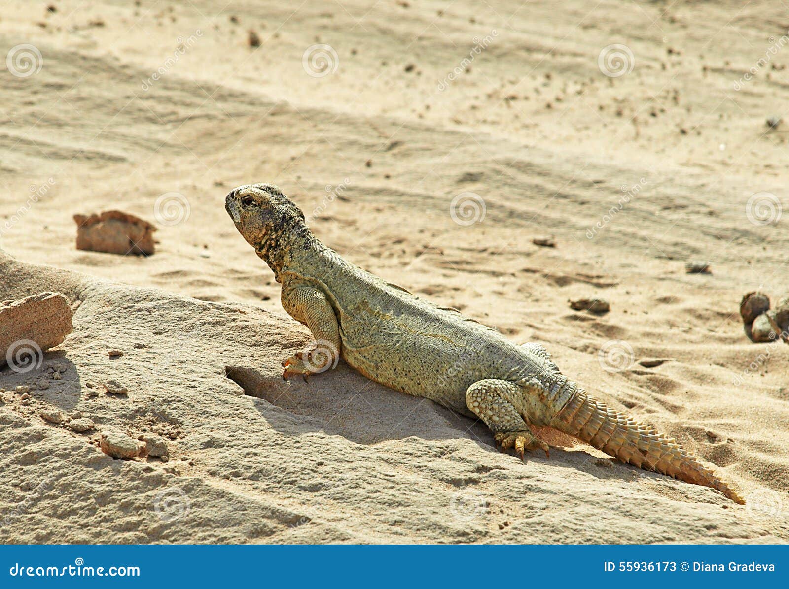 Lizard in the Desert stock image. Image of sand, wildlife 55936173