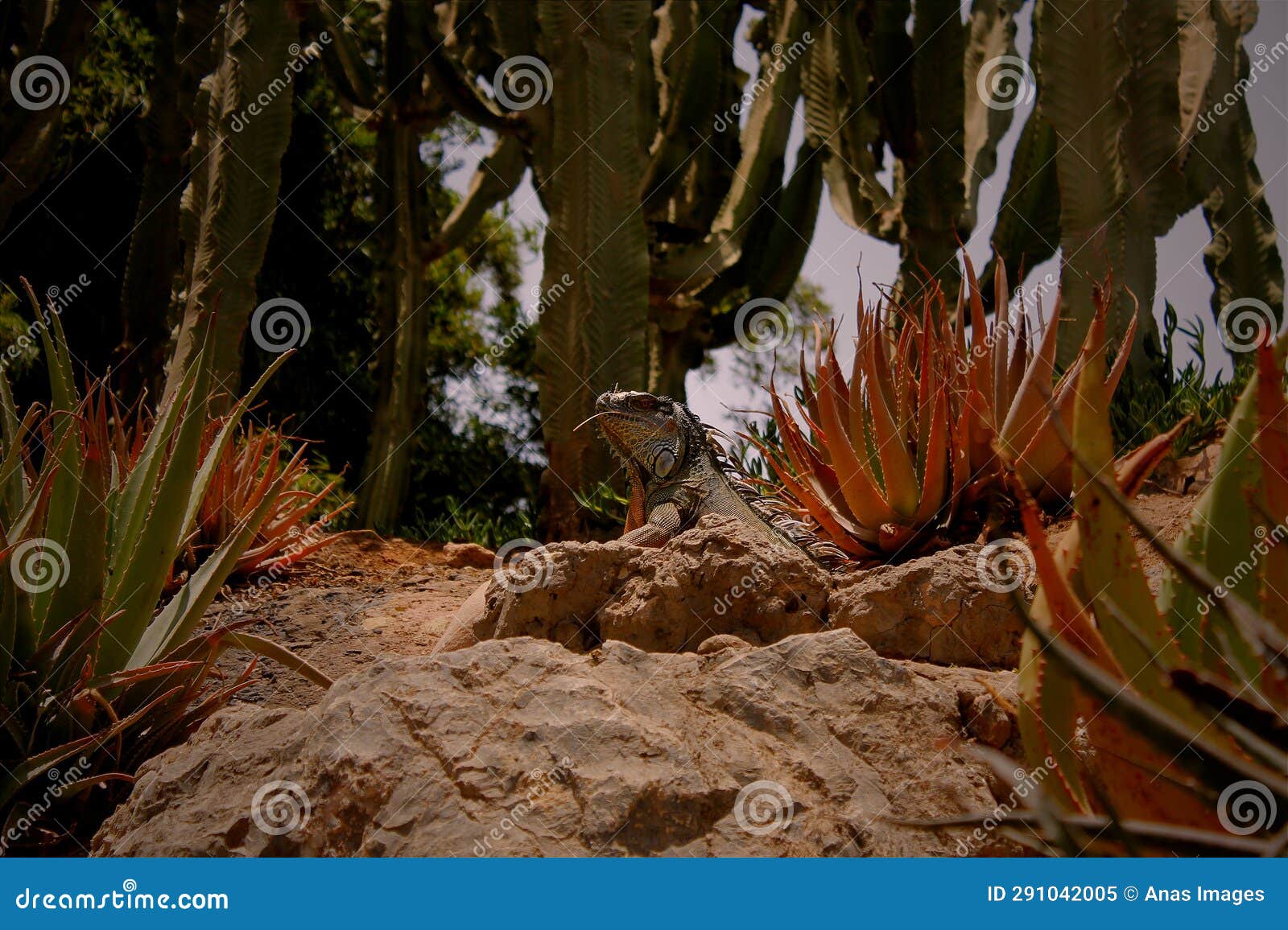 lizard in the desert. chameleon spotted in the desert. pet chameleon looking in the sky in the middile of the desert.