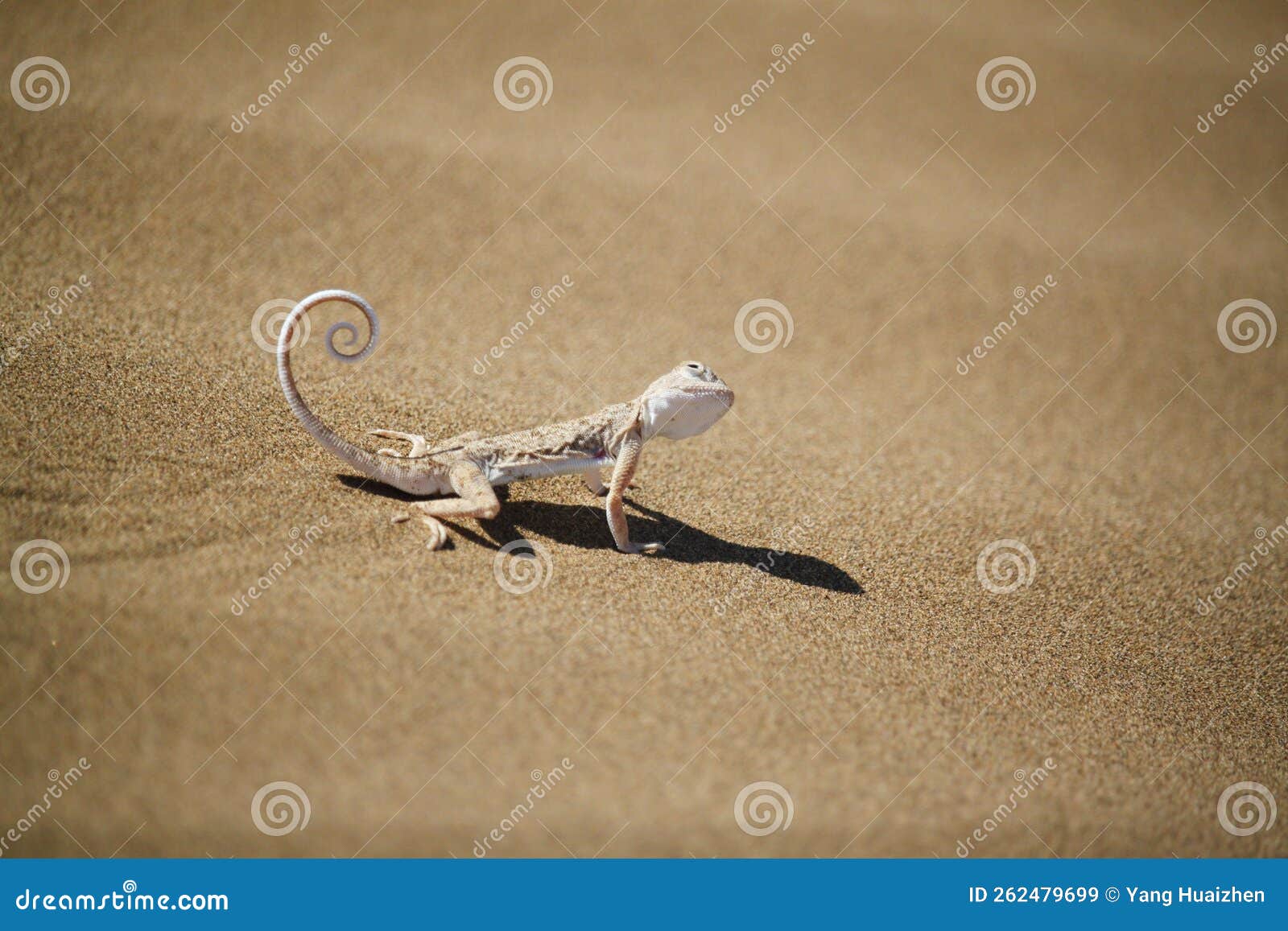 Lizard in the desert photo stock image. Image of bird - 262479699