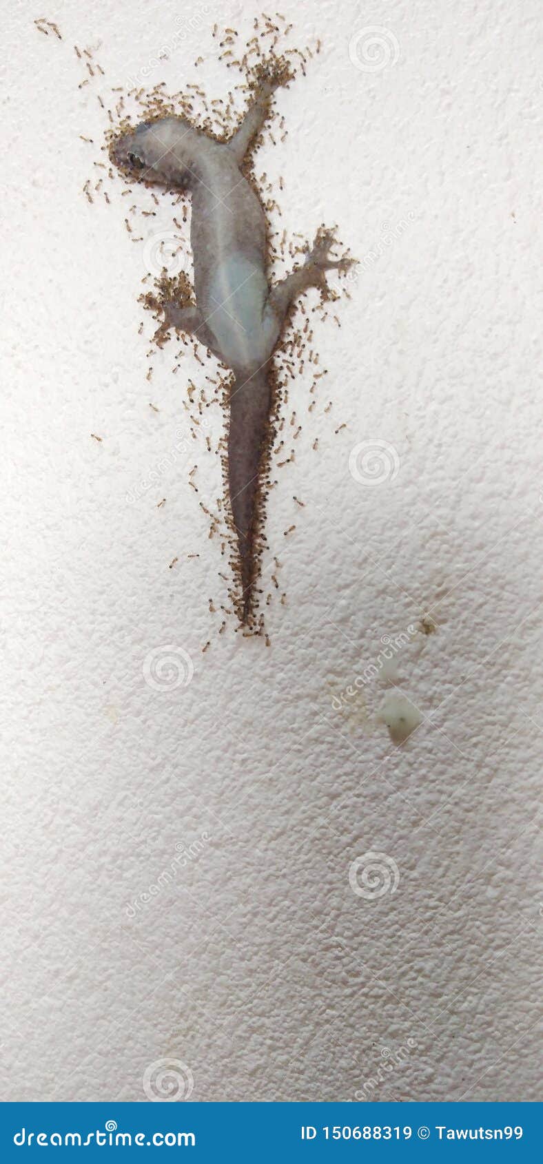 Lizard that Died in Hot Weather Stock Image Image of lizards, nature