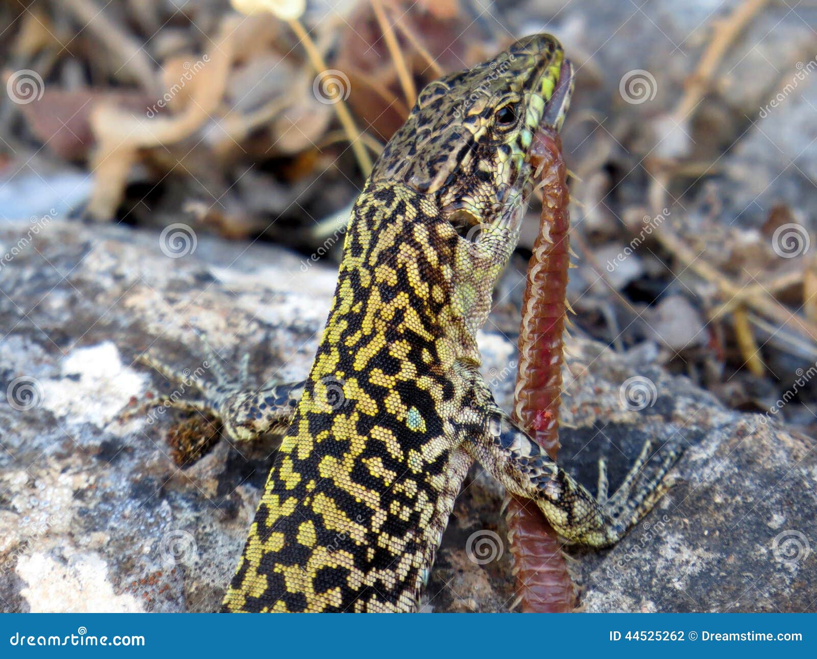 Lizard eating a centipede stock photo. Image of reptile 44525262