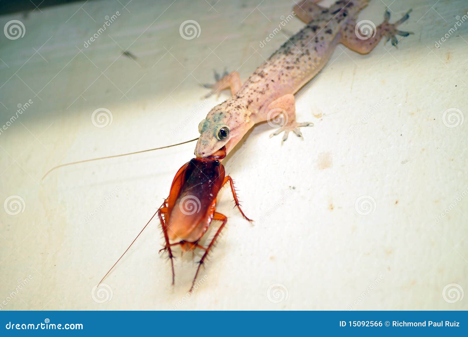 lizard eating insect