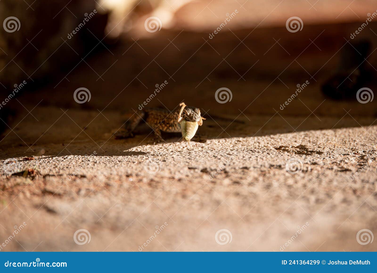 Lizard eating cricket stock image. Image of eating, mole 241364299
