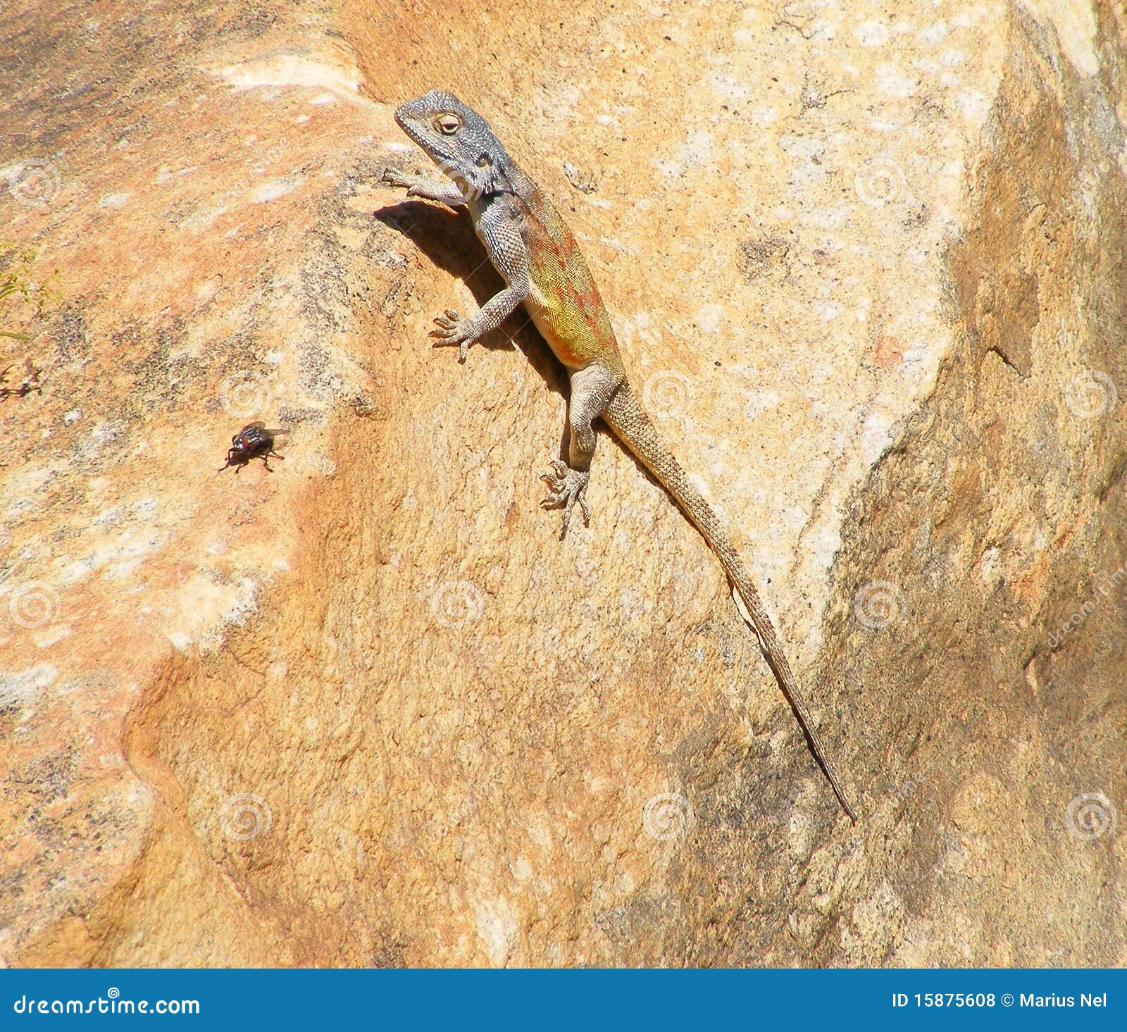 The lizard and the fly stock photo. Image of reptile 15875608