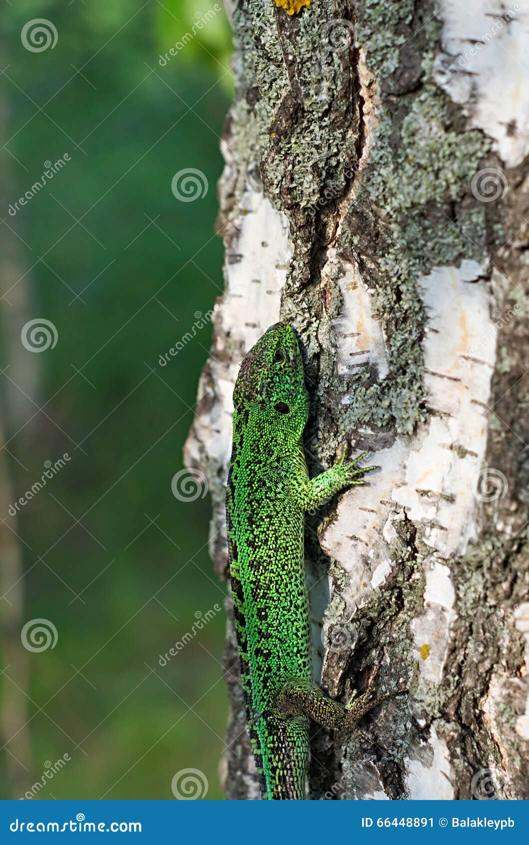 Lizard stock image. Image of hanging, tree, reptiles 66448891