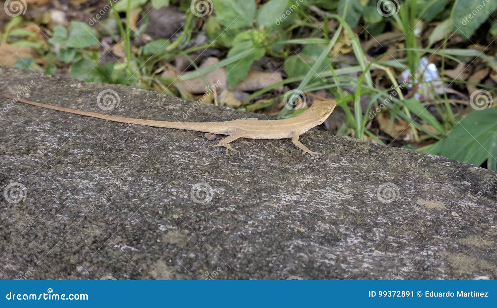 lizard