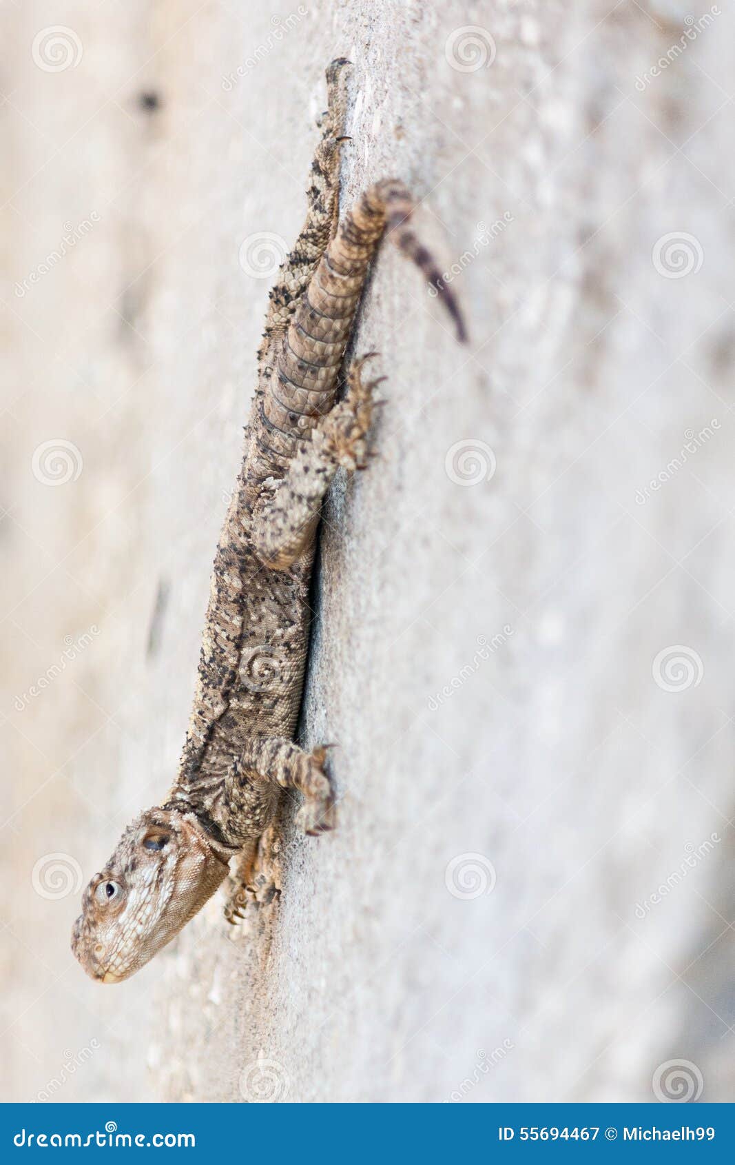 Lizard Hanging on a Wall stock image. Image of scaly 55694467