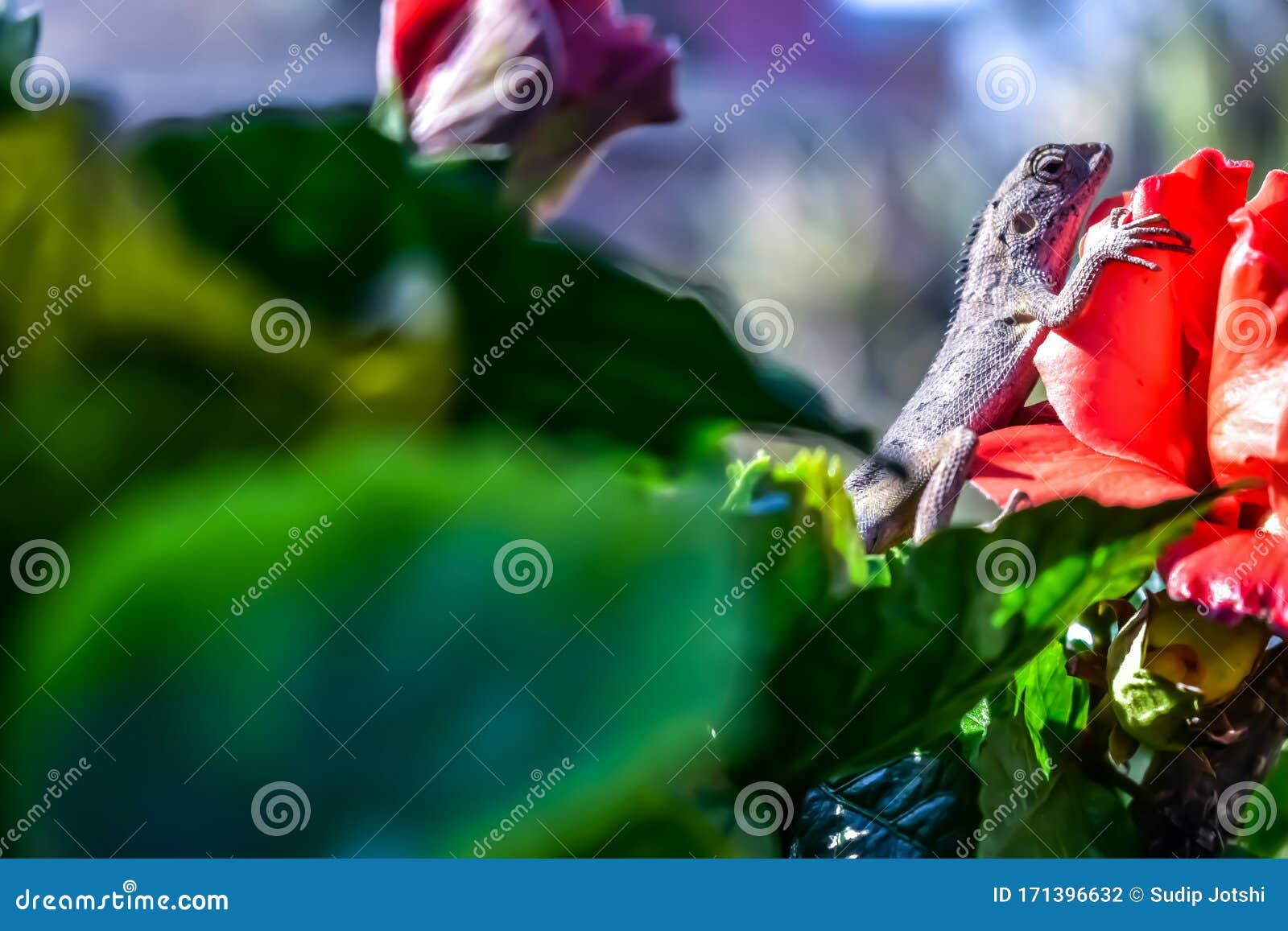 Lizard on a Hibiscus Plant. Stock Photo Image of hills, plant 171396632